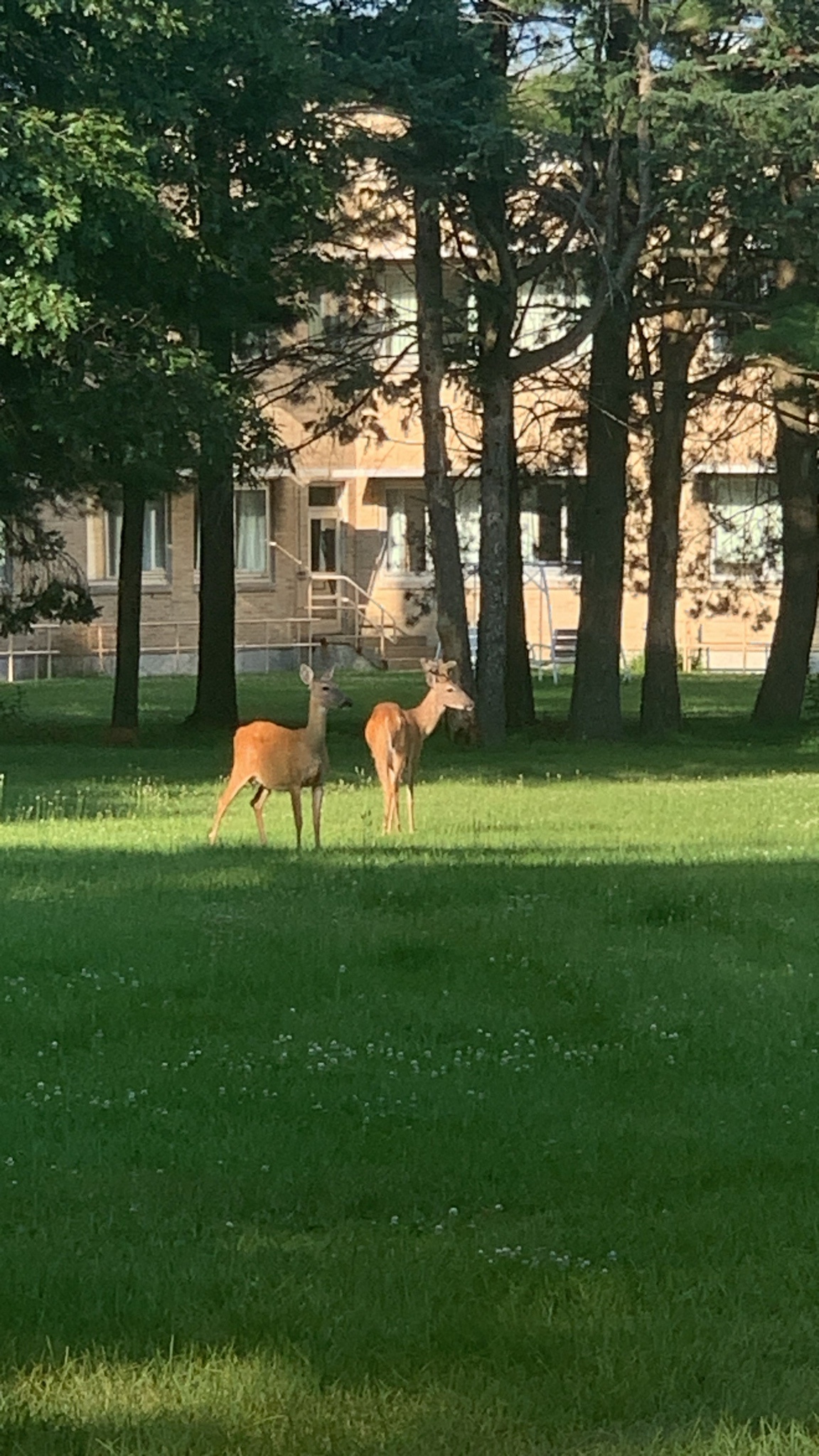 Meet the majestic Mendota deer!