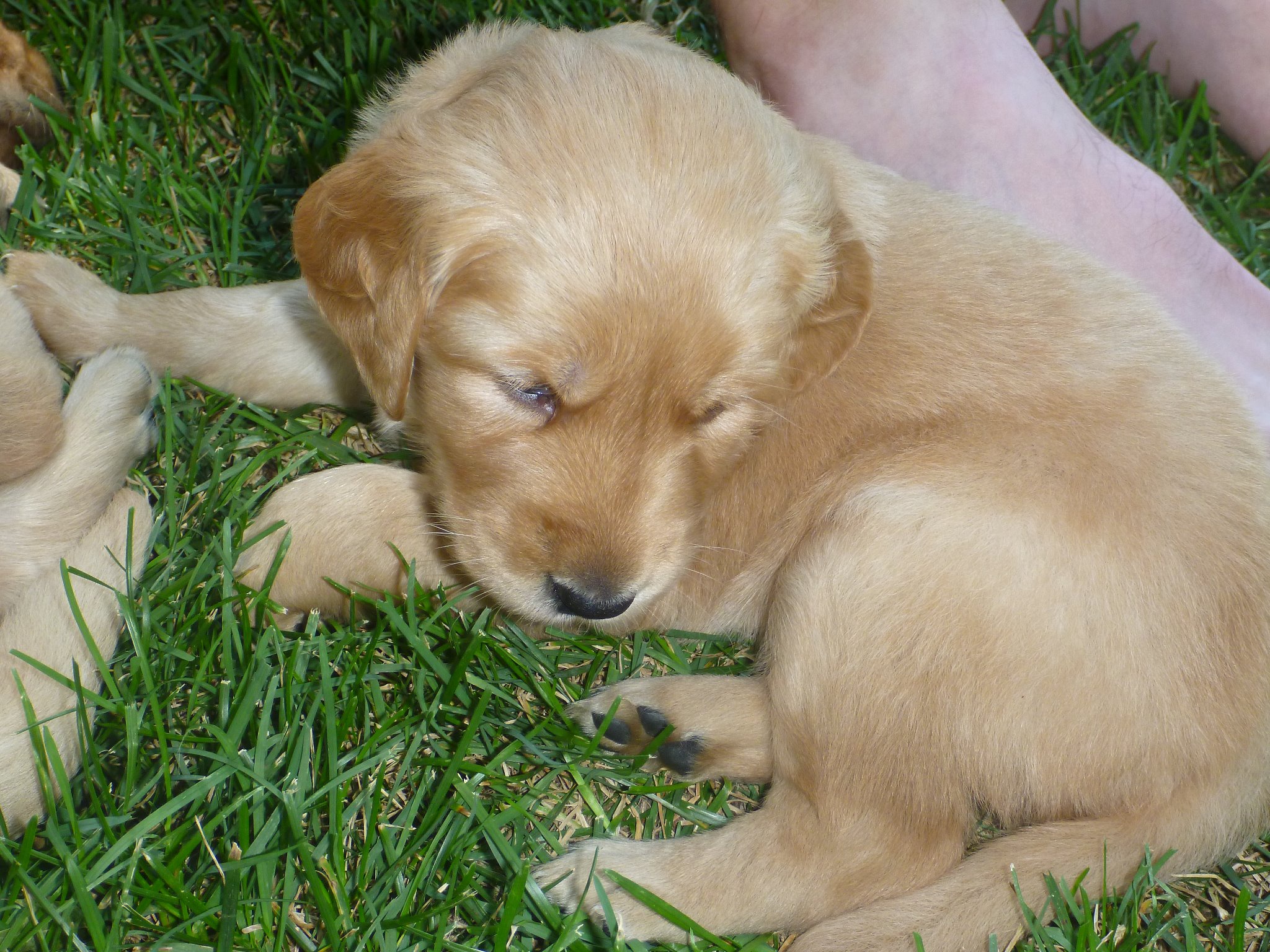 In loving memory of Bella (2011-2024) - The Best Girl.