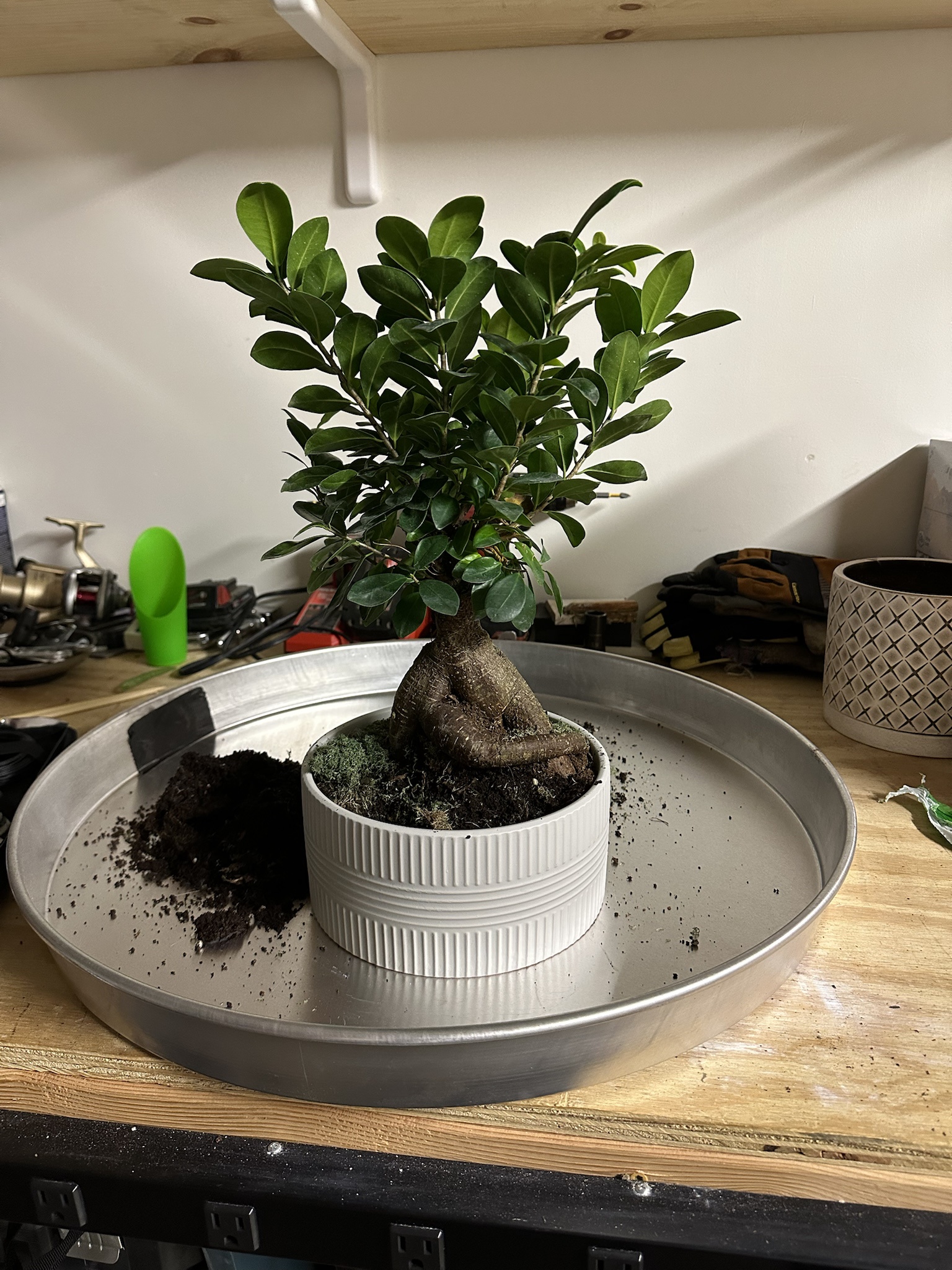 Successfully repotted and pruned my first bonsai tree!