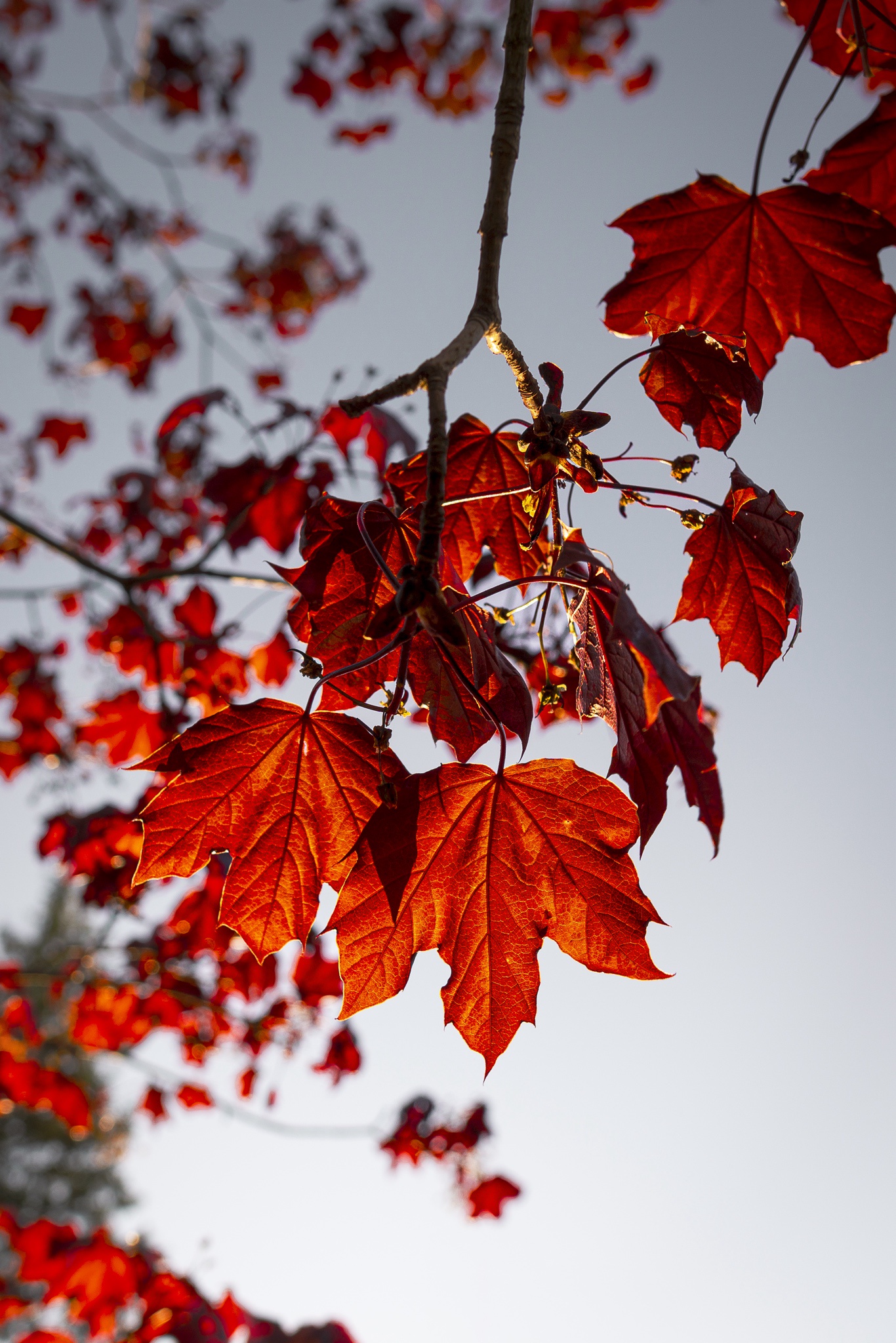 The Mystery of Red October Unveiled