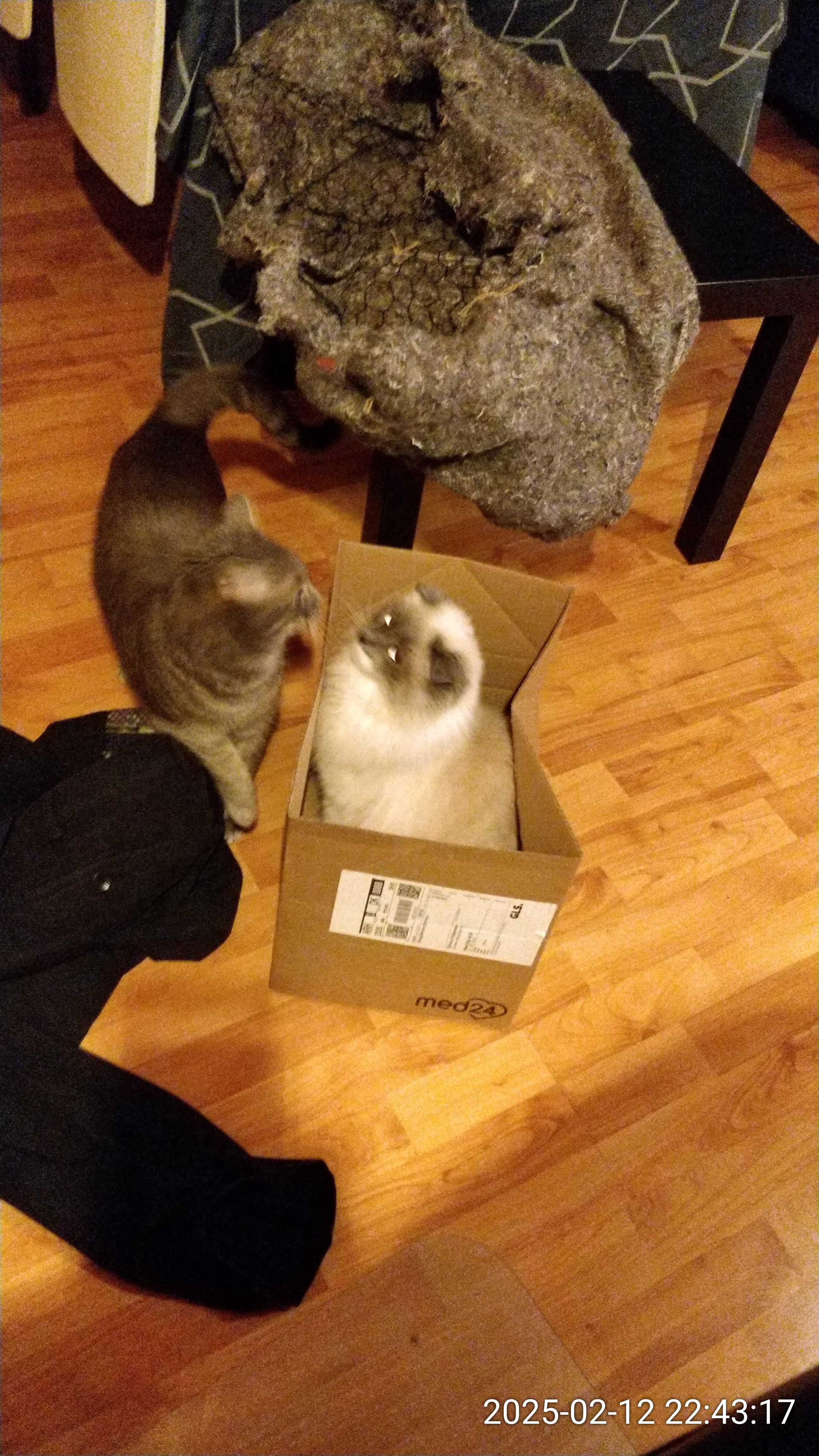 A Memorable Moment: My Cat's Adorable Cardboard Box Adventure