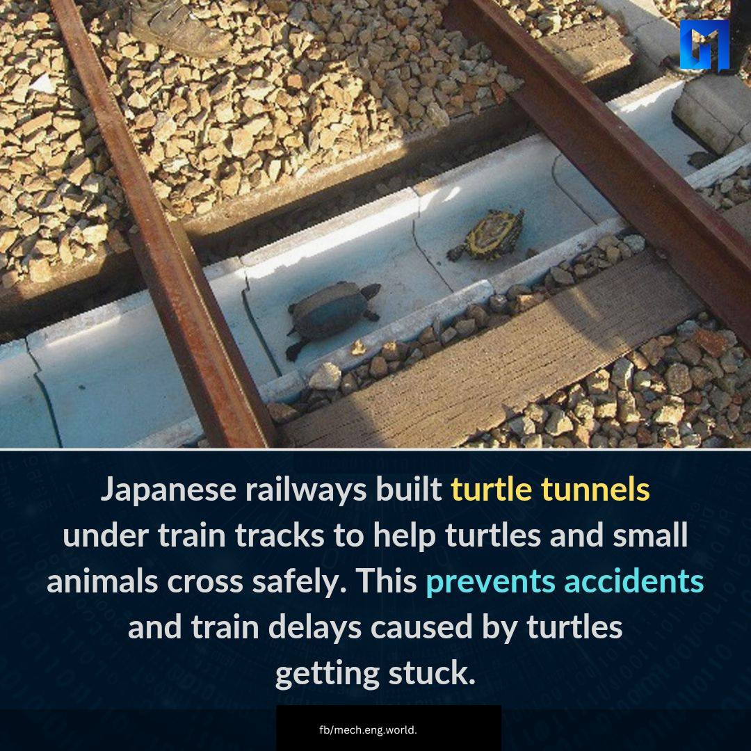 Japanese Railways have ingeniously built turtle tunnels to keep everyone safe!