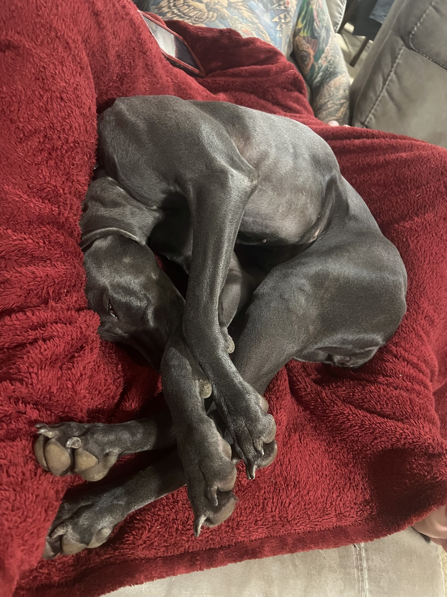 Khaleesi: The Pretzel Queen