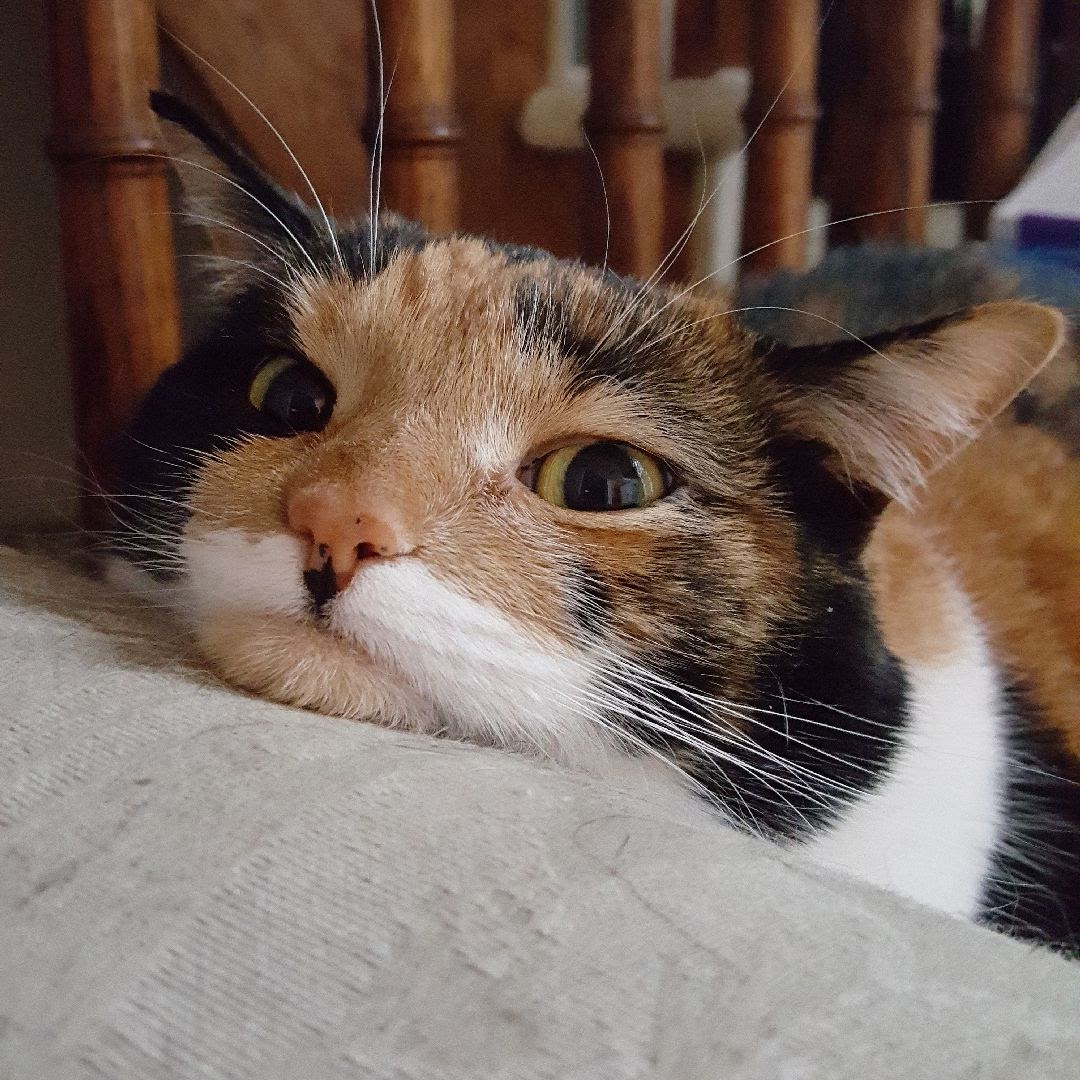 Mia's Lazy Days: A Portrait of Relaxation