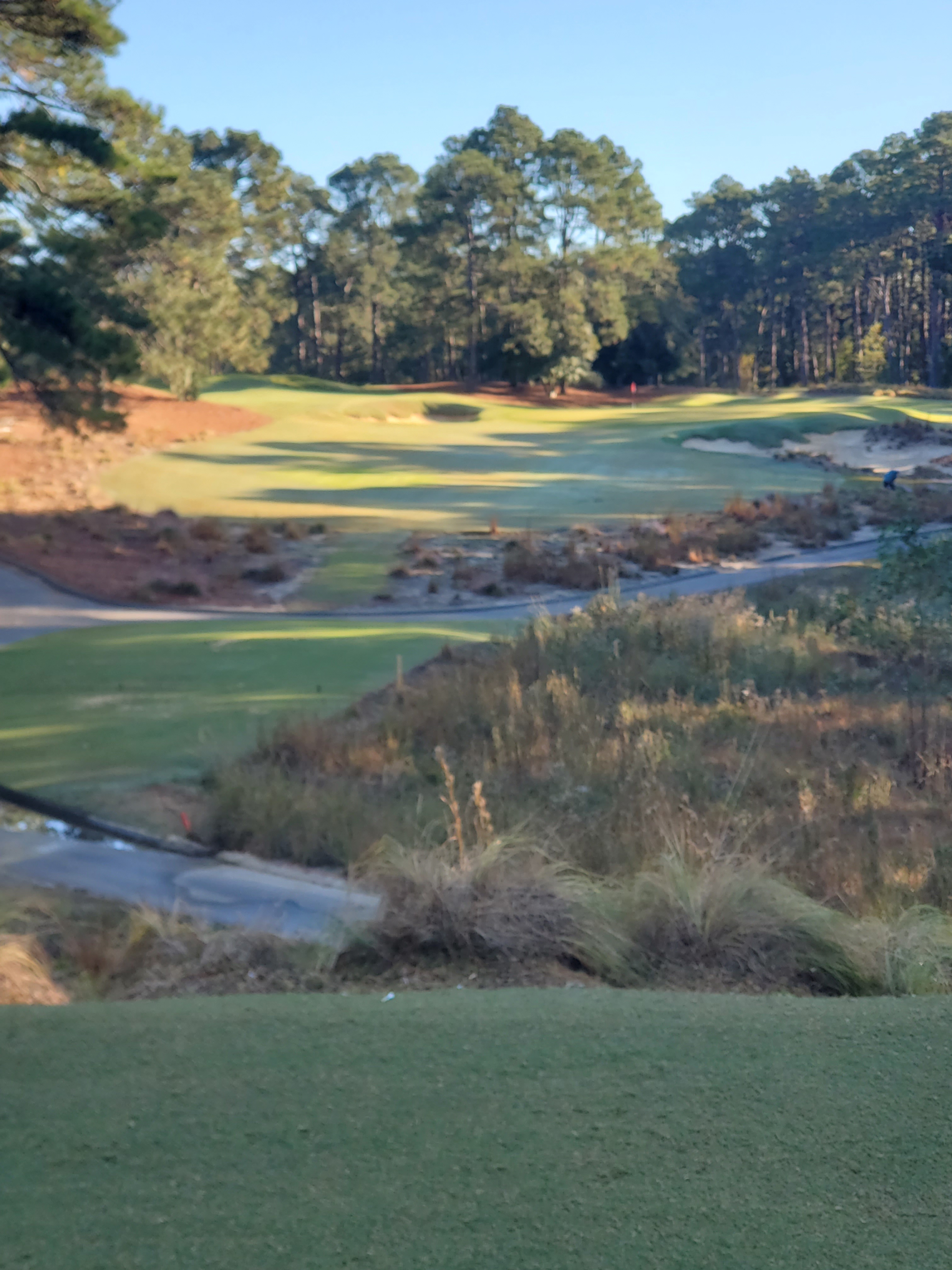 Pine Needles: The Fifth Installment