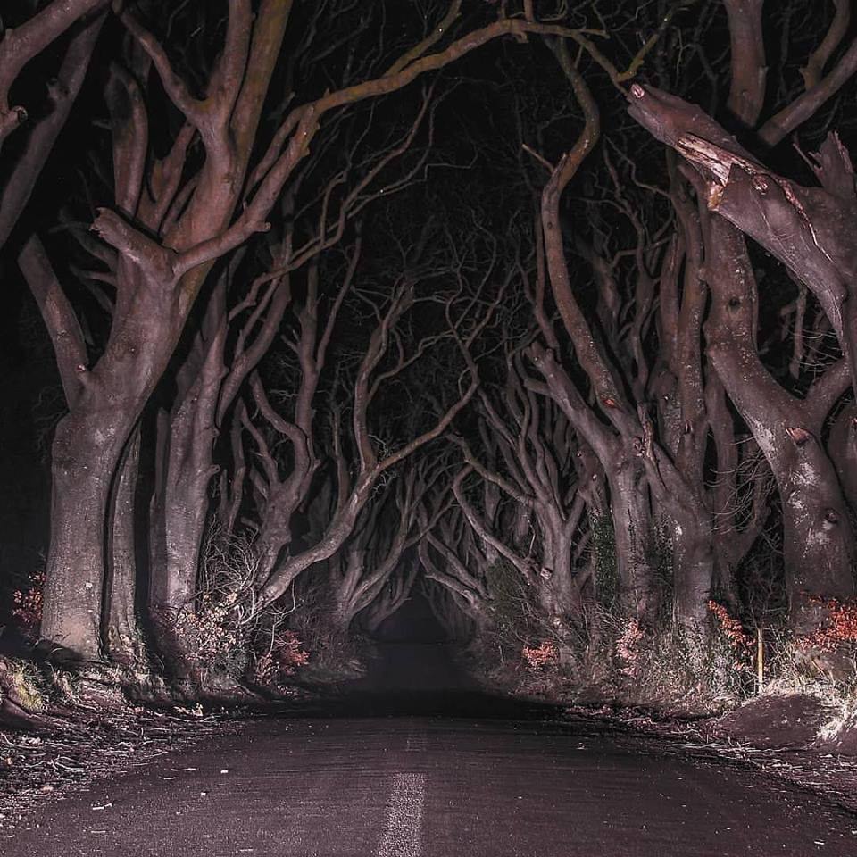 Exploring the Enigmatic Dark Forest of Northern Ireland
