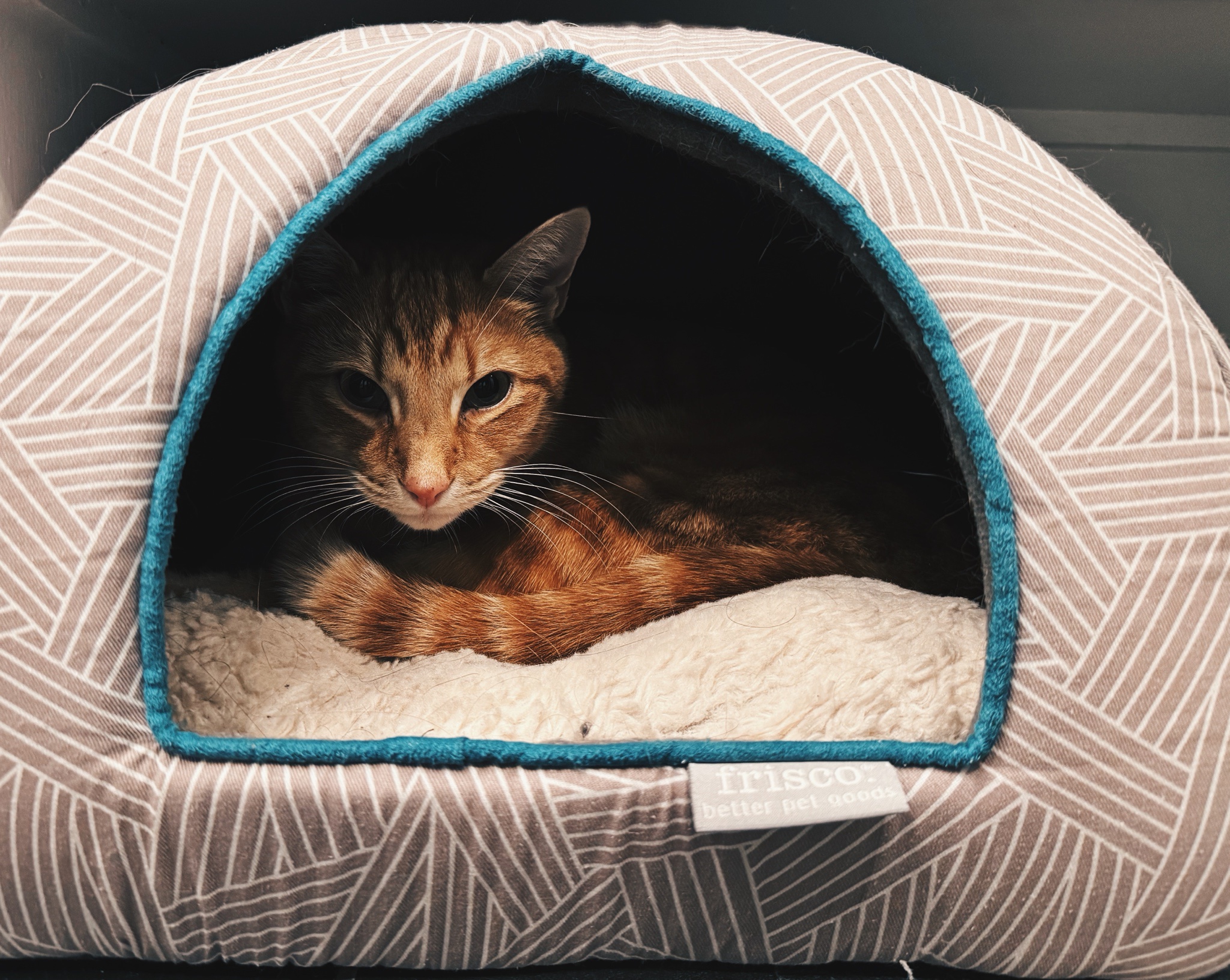 Magnus Discovers His Beloved Old Bed Again