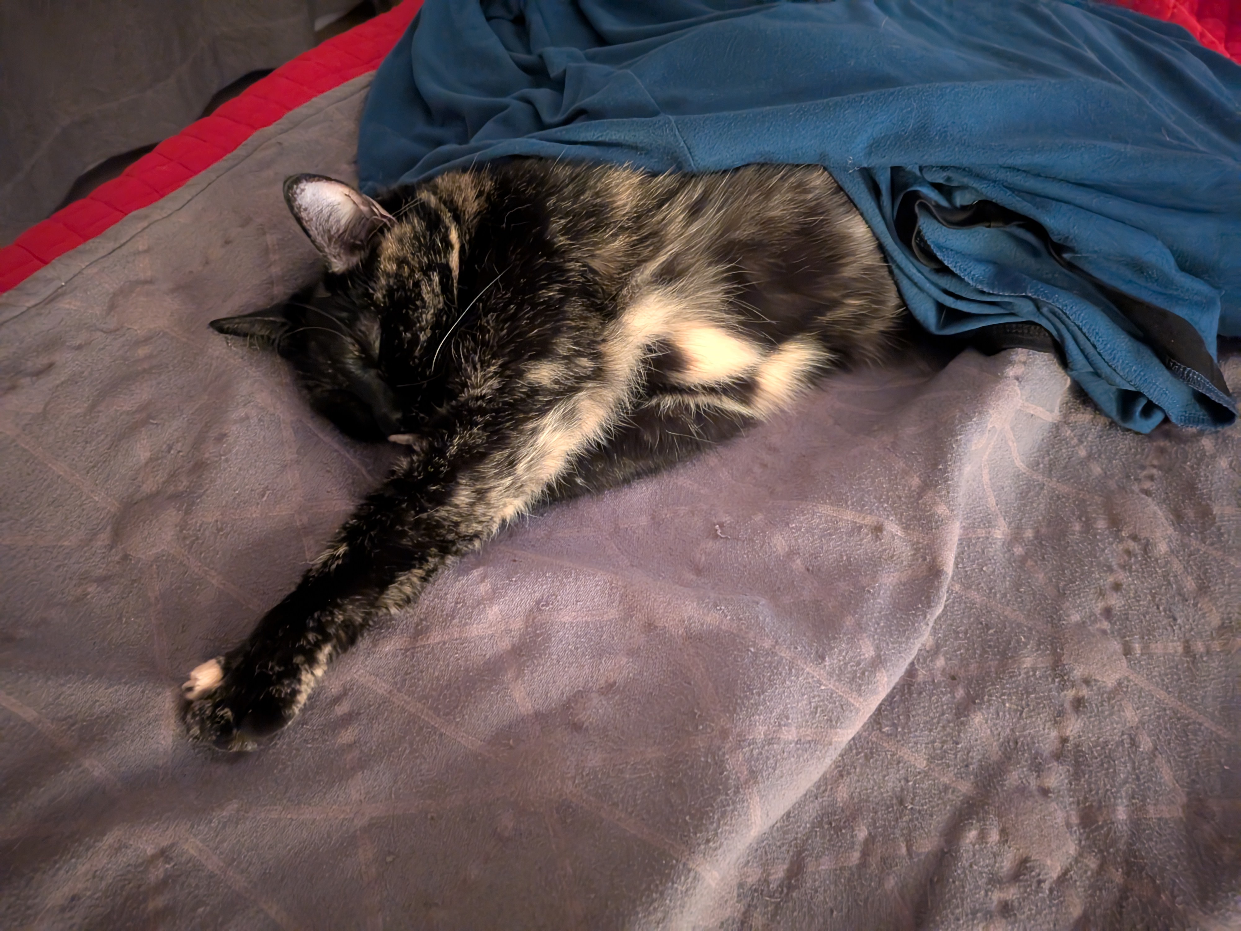 Meet Tucked in Smudge