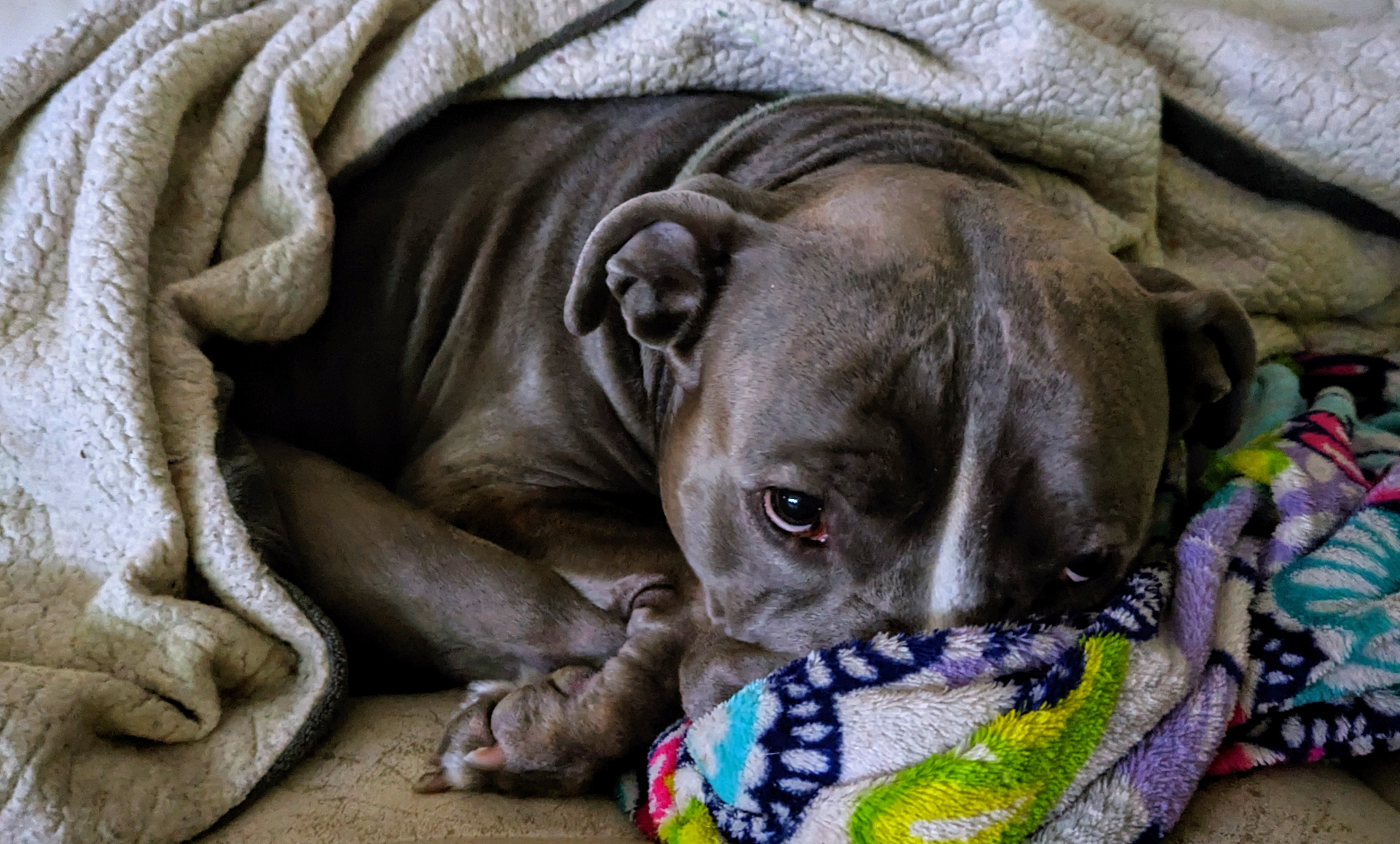 Busted! My Dog Stealing the Wife's Cozy Blanket