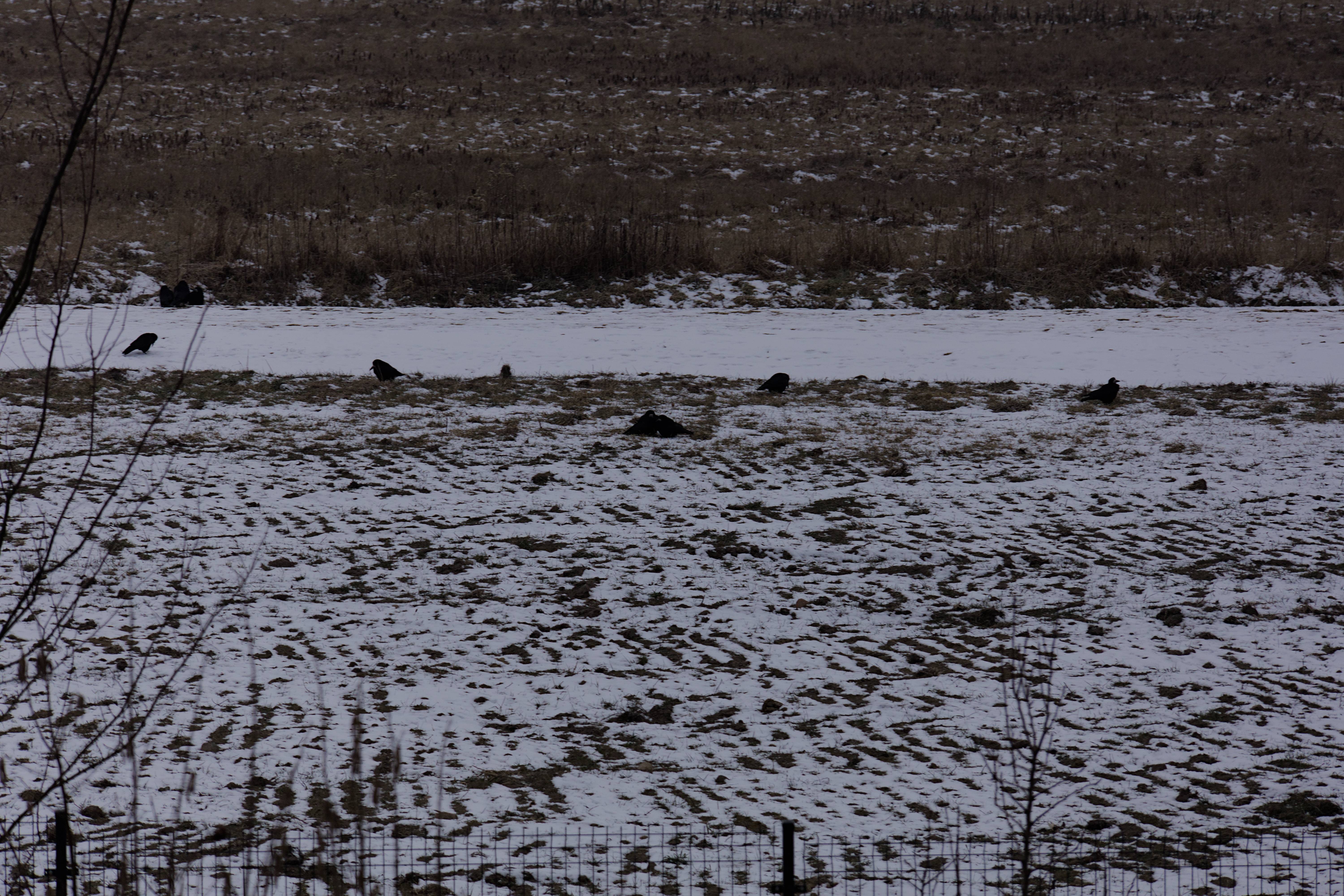 Crows Bringing Joy and Mischief