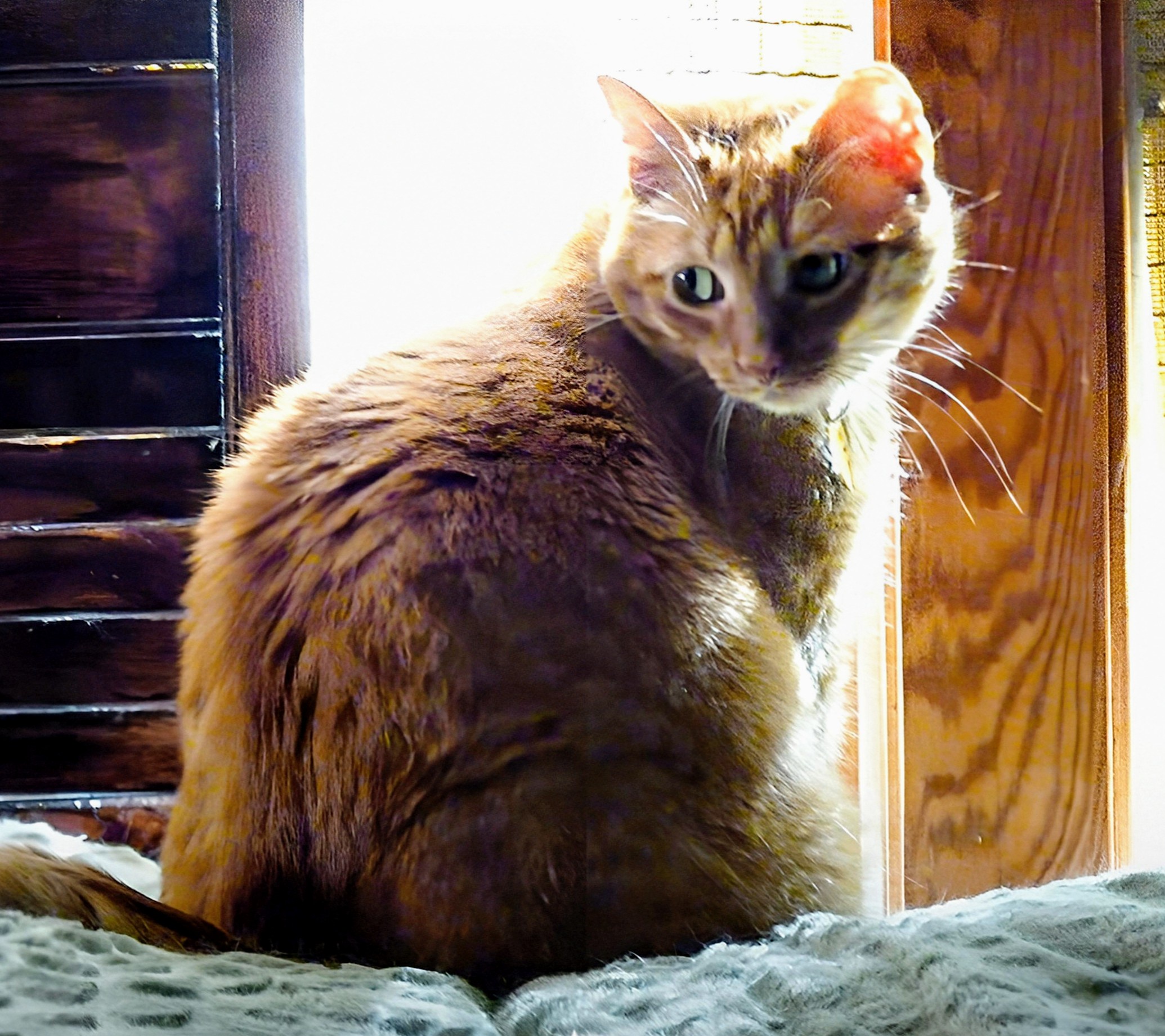 Did I Just Hear the Sweet Sound of a Can Opener?