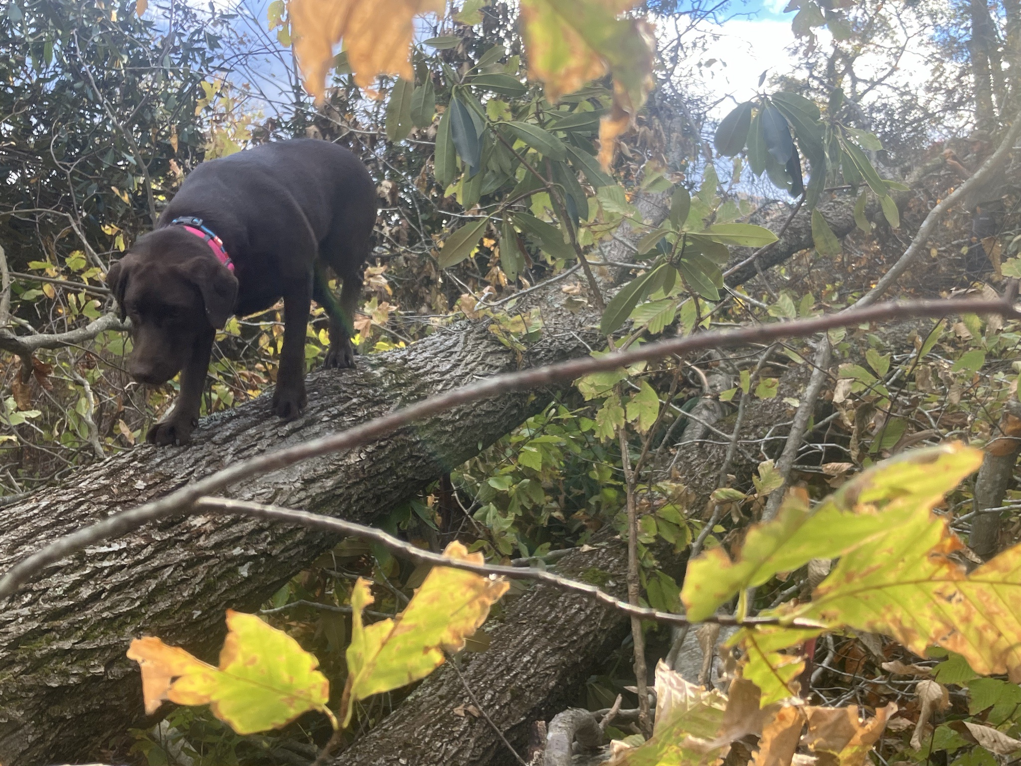 Celebrating Cake Day with a Dog Tax