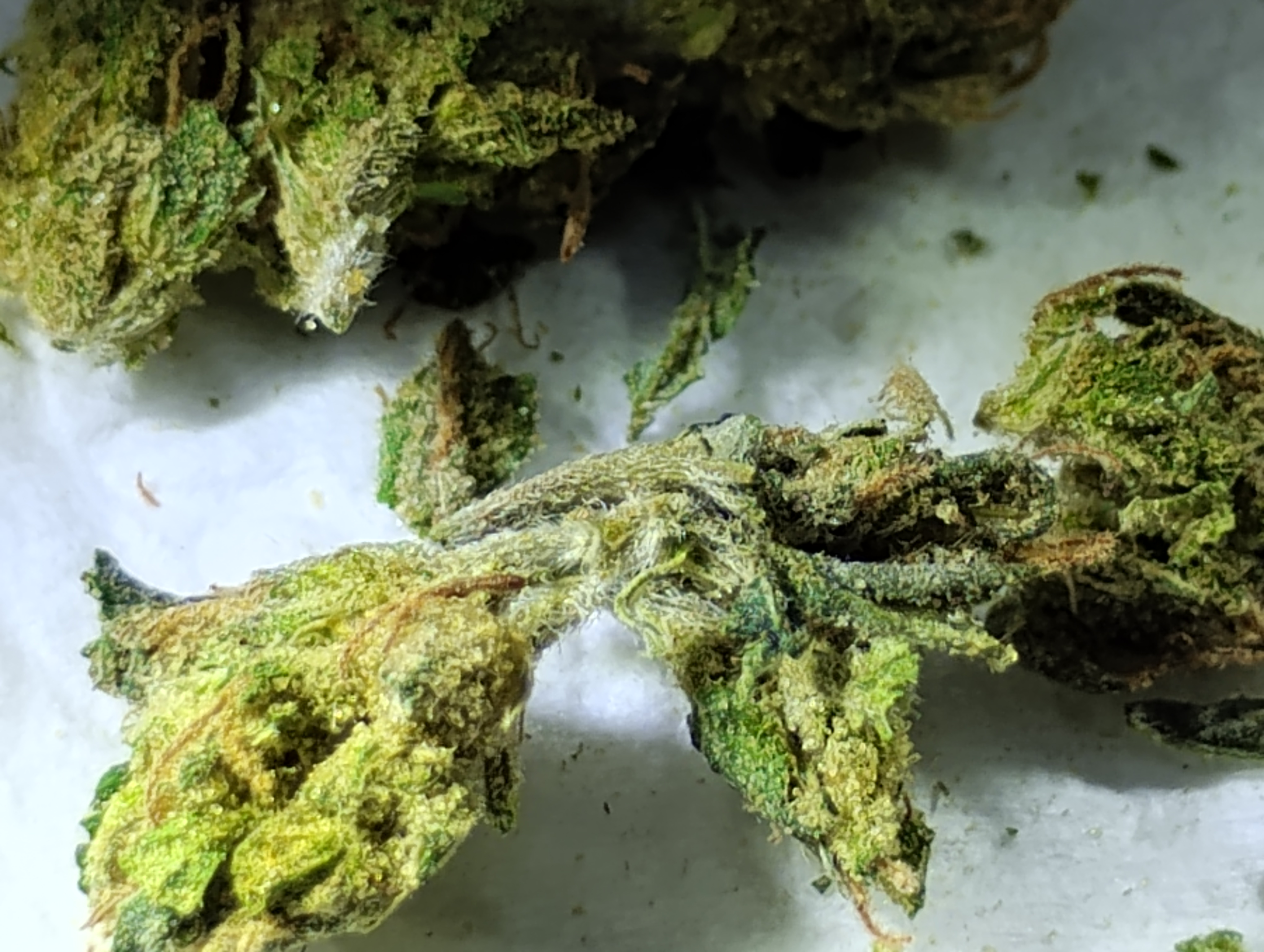 Is that mold I see?