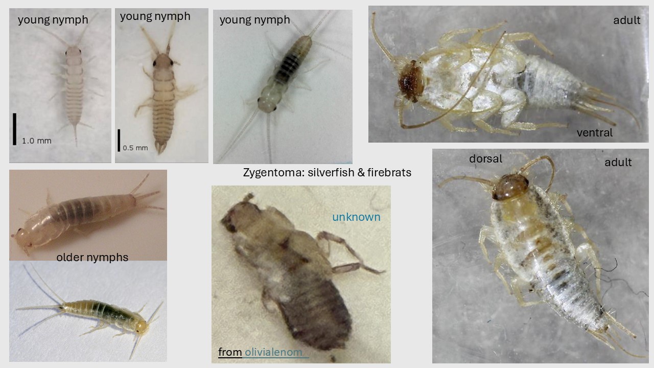 Exploring Zygentoma Nymphs and Adults