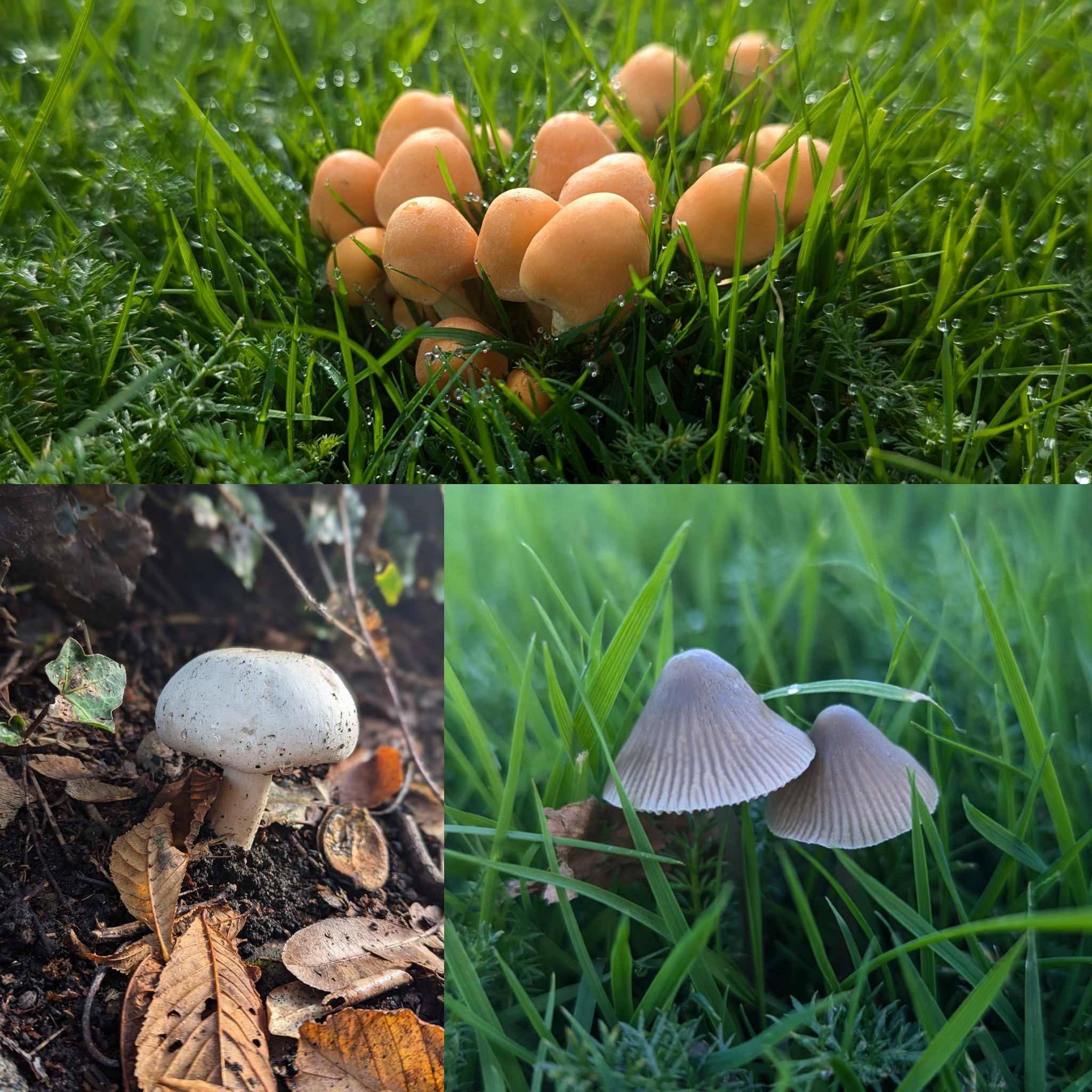 Discovering the Hidden Wonders of Garden Mushrooms