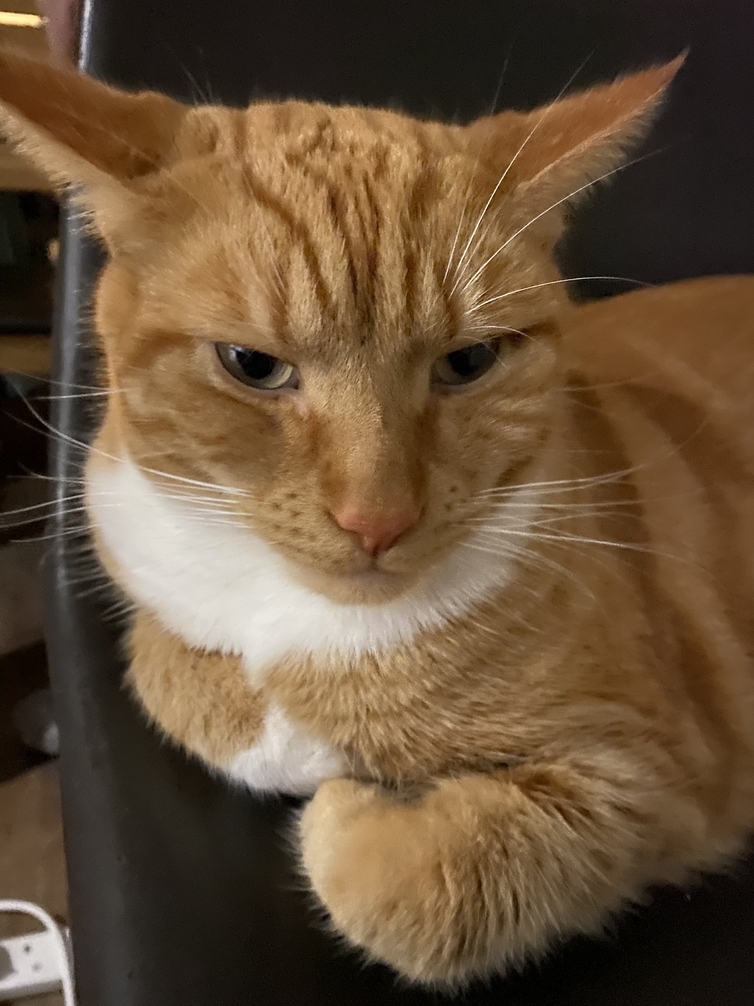 Biscuit's Daily Snapshot