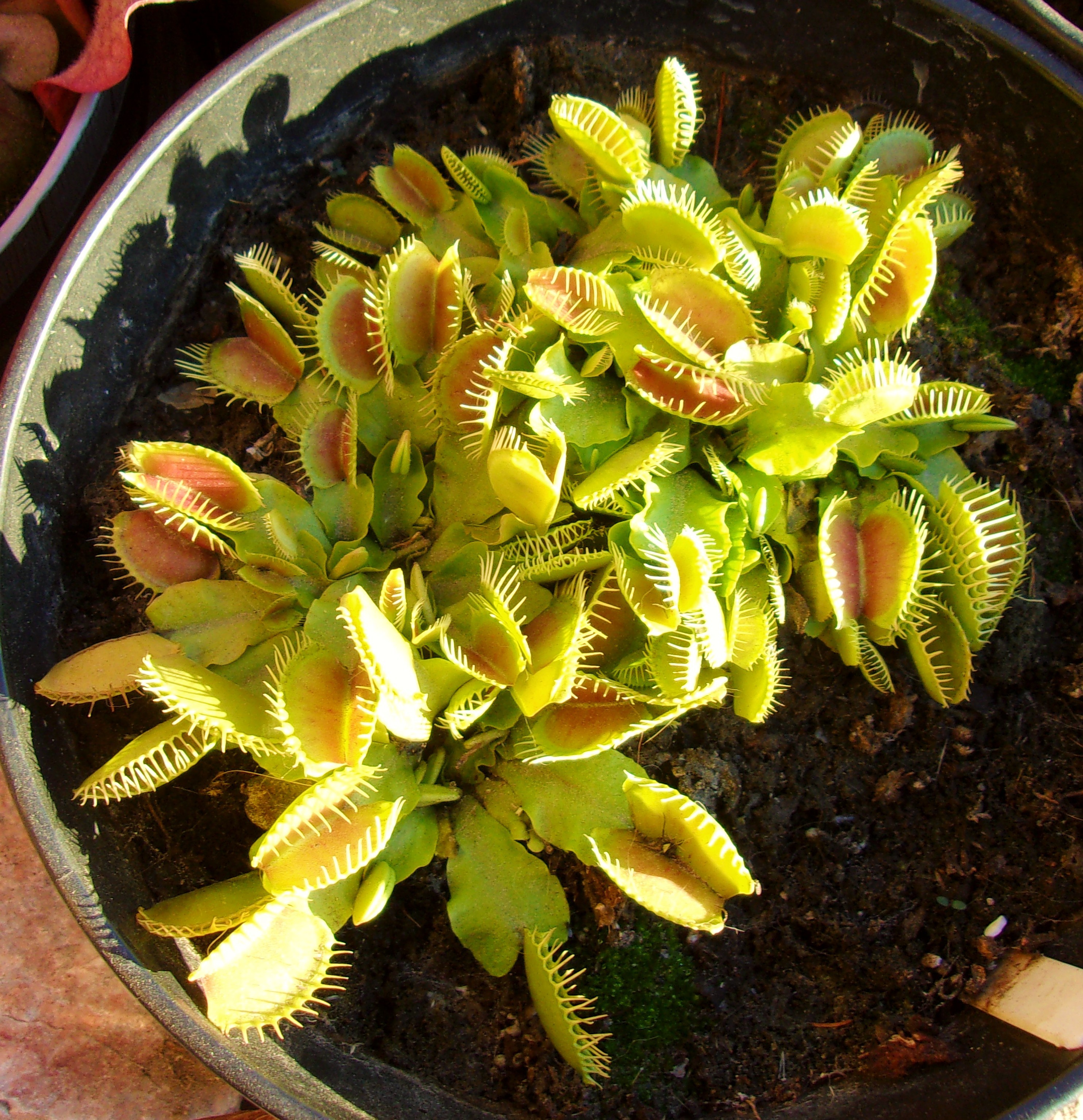 Venus Flytraps thriving in mid-November