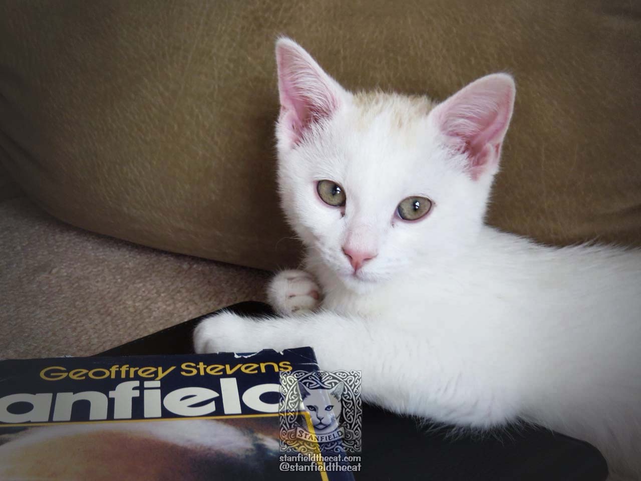 Celebrating 11 Years of Stanfield the Cat's Life!
