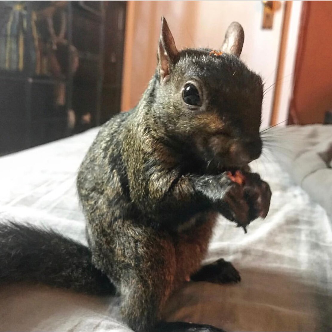 Why Squirrels Are Unlikely to Catch Rabies