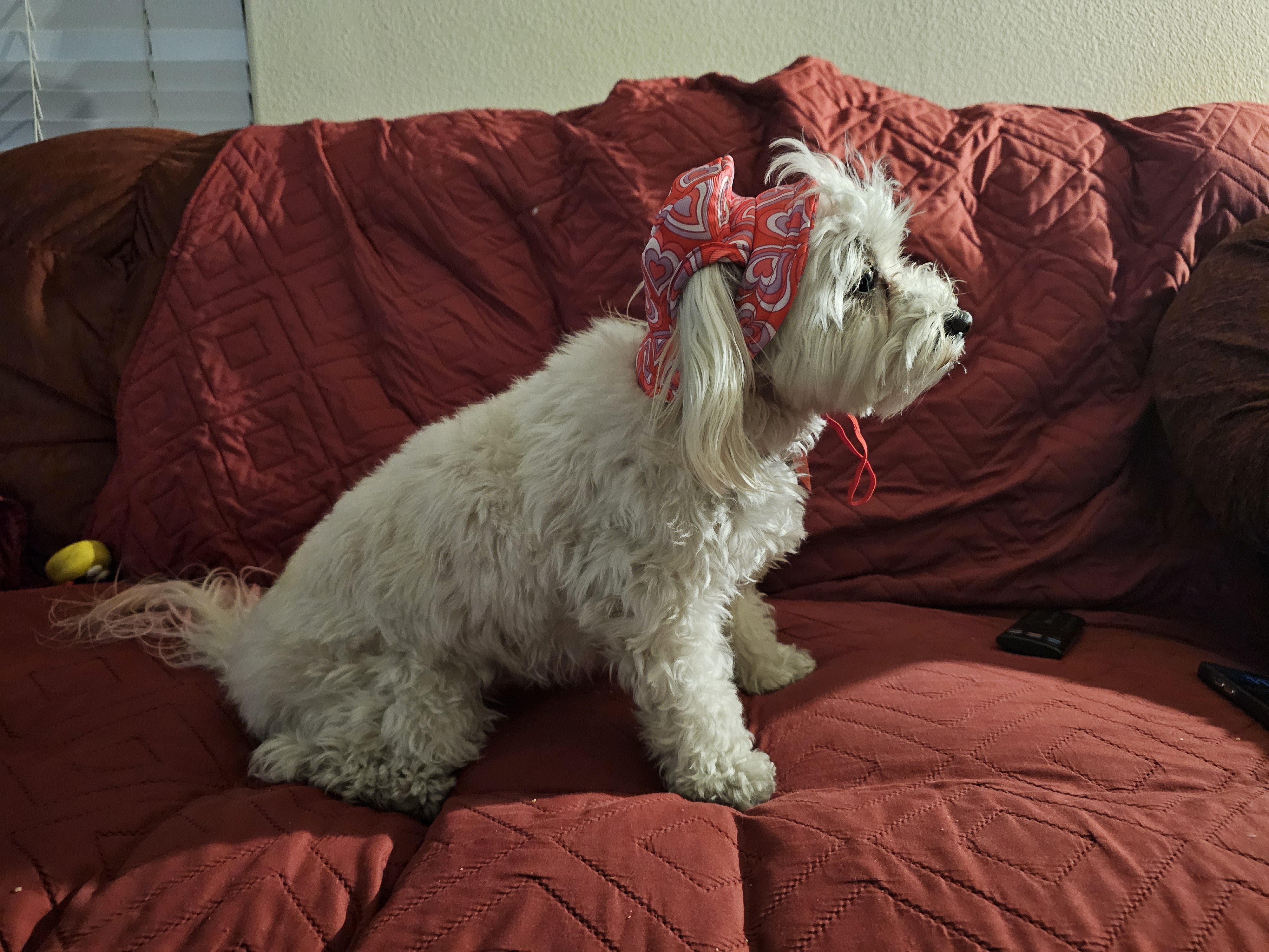 A Cute Bonnet for Boba at 19 Months