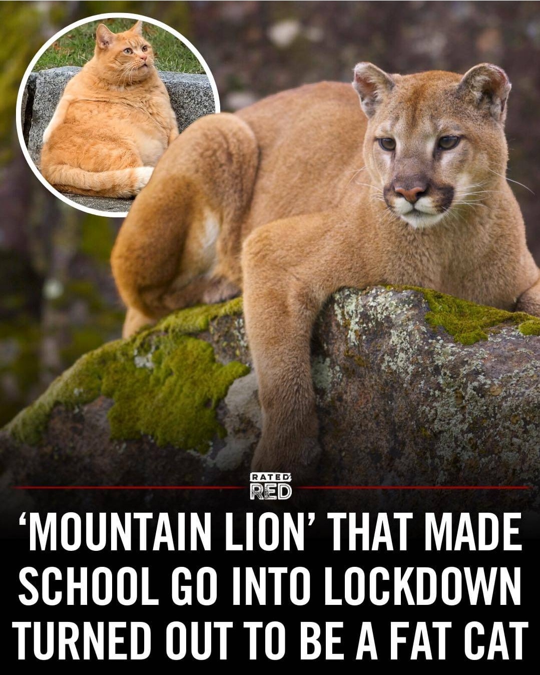 Introducing the 'Mountain Lion' phenomenon!