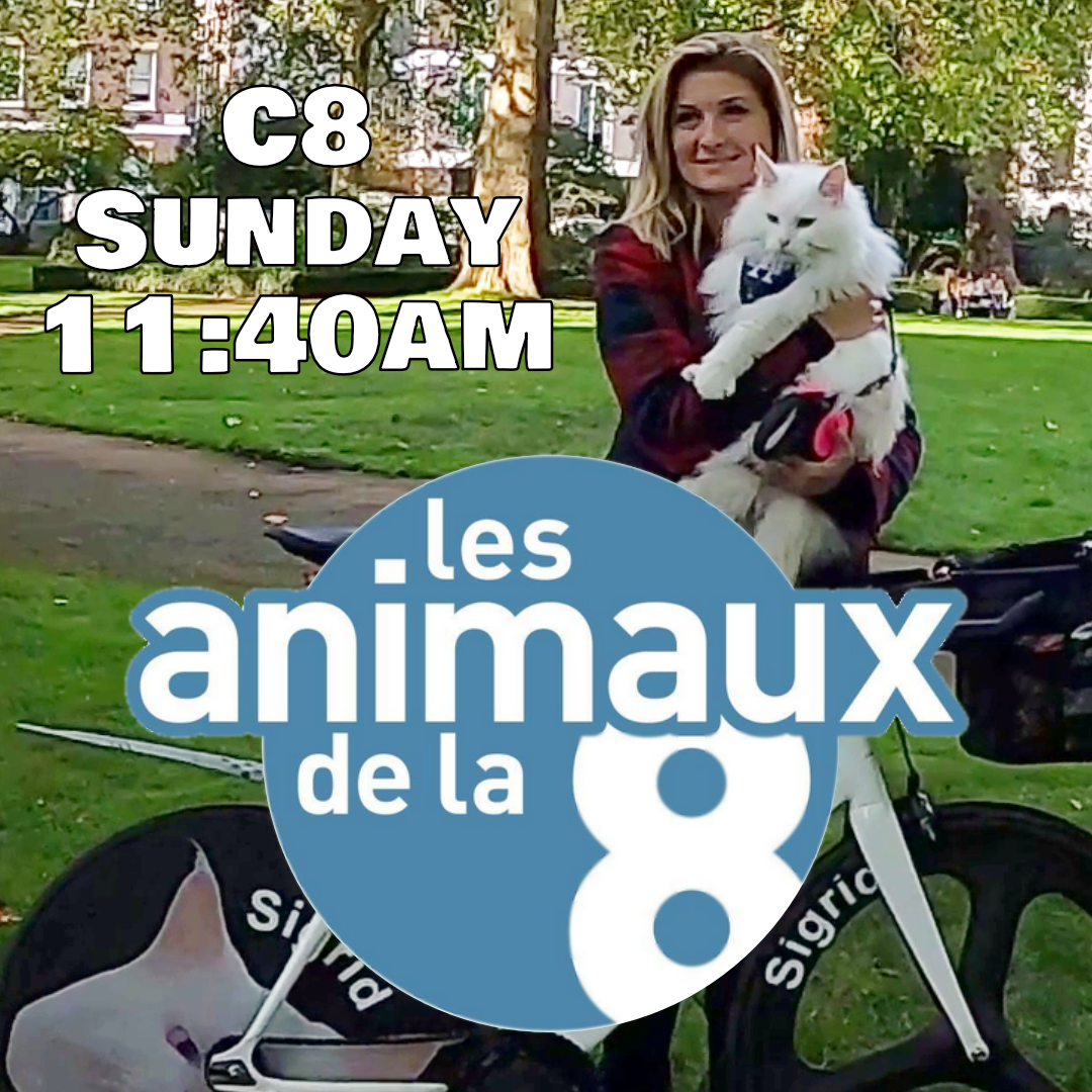 Attention French friends! Our episode of Les Animaux de la 8 premieres this Sunday! I’ll try to upload it to YouTube for everyone else to enjoy.
