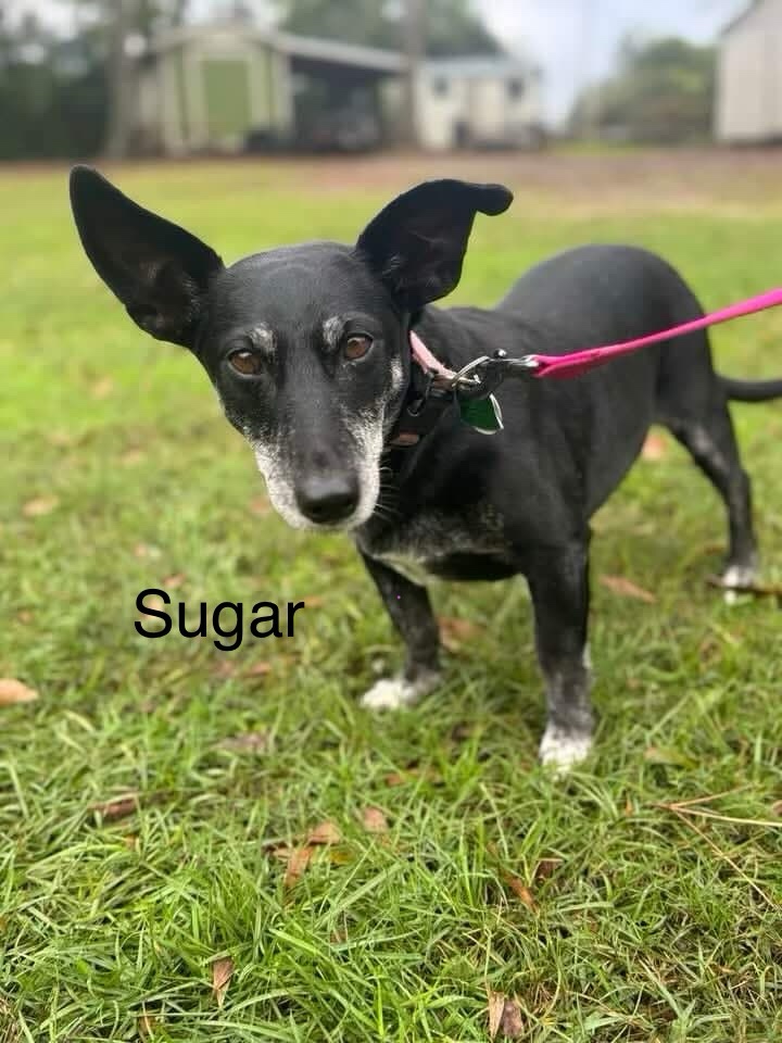 Sweet, sweet sugar