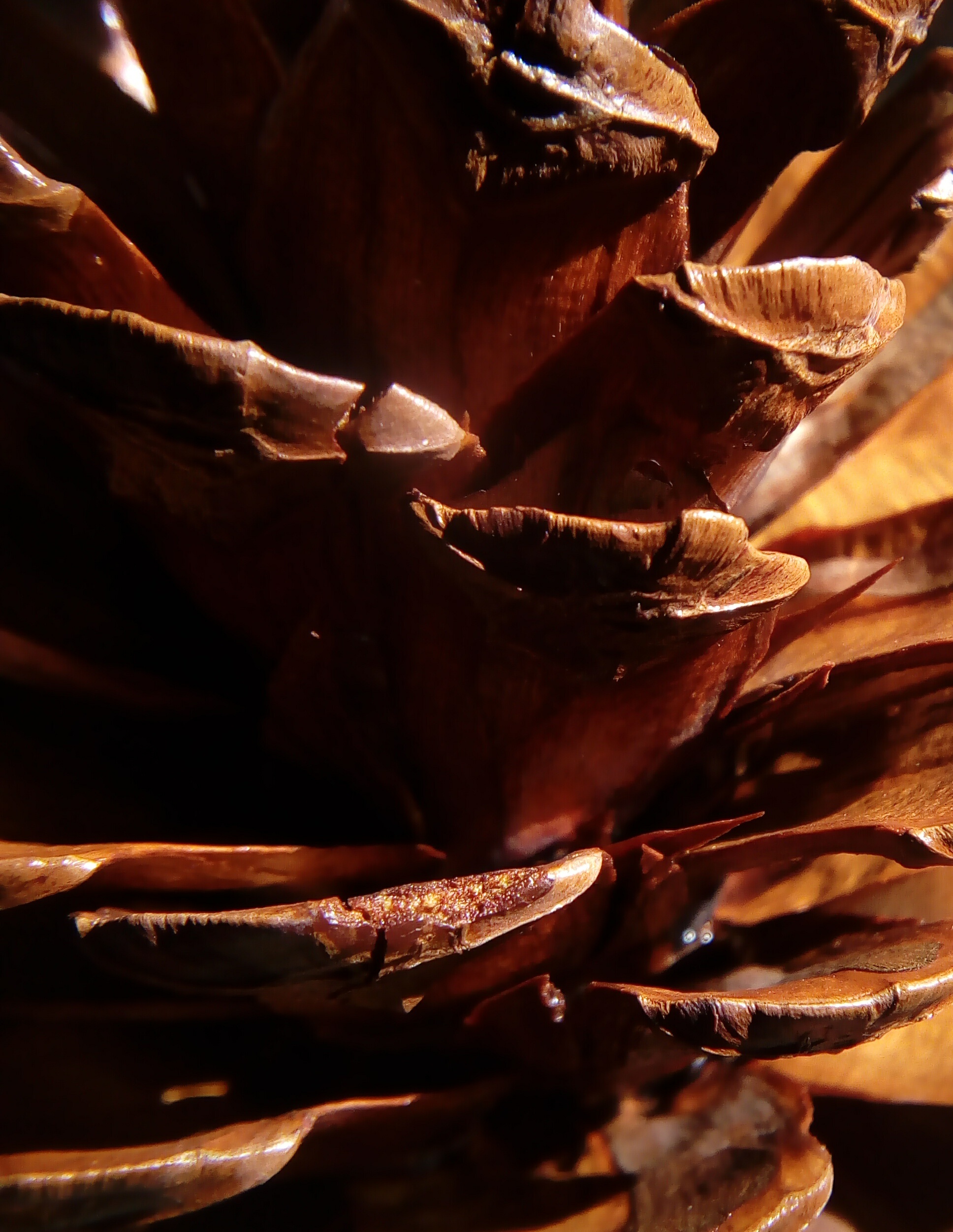 Join the Mighty Team Pinecone!