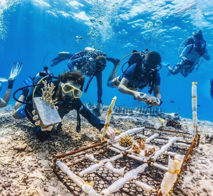 Protecting Our Oceans: The Importance of Saving Marine Biodiversity