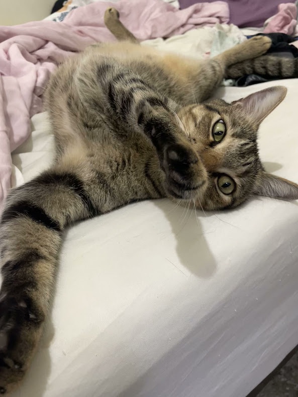 Cuteness Overload: Another Cat!