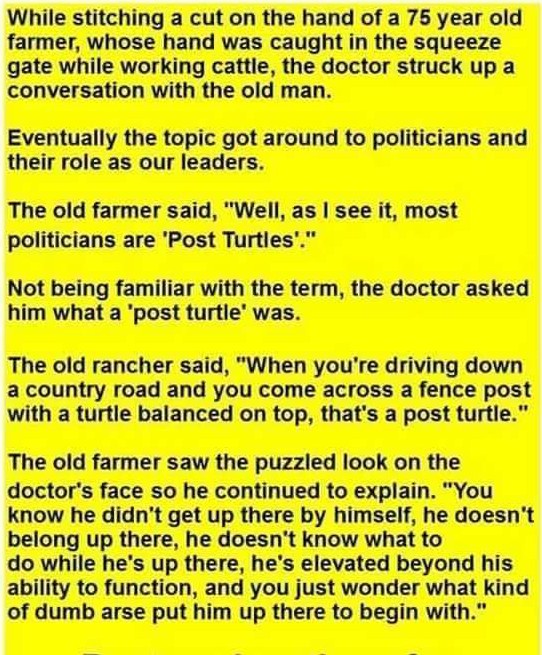 The Curious Case of the Post Turtle