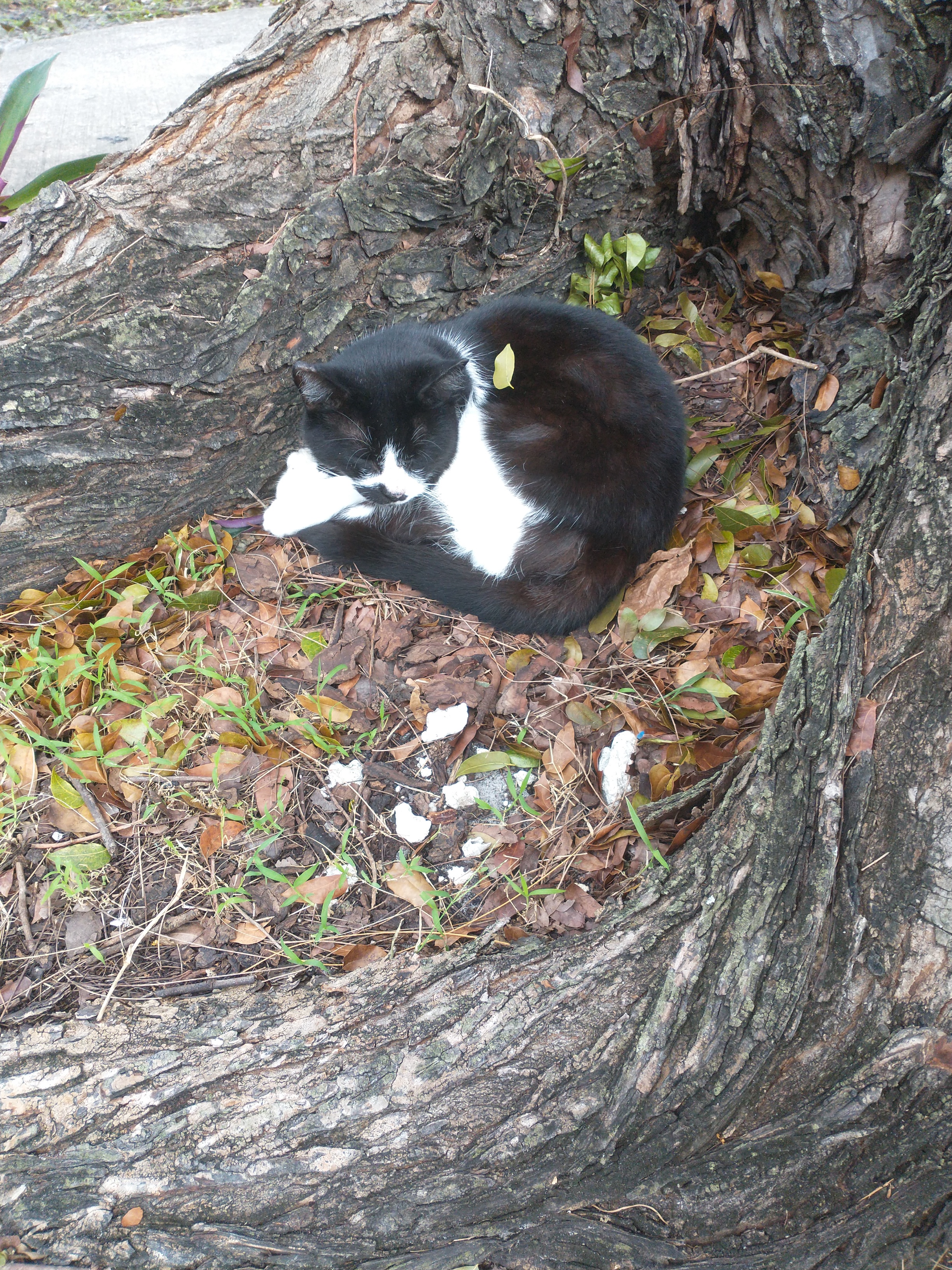 This adorable lady peacefully napping in a tree.