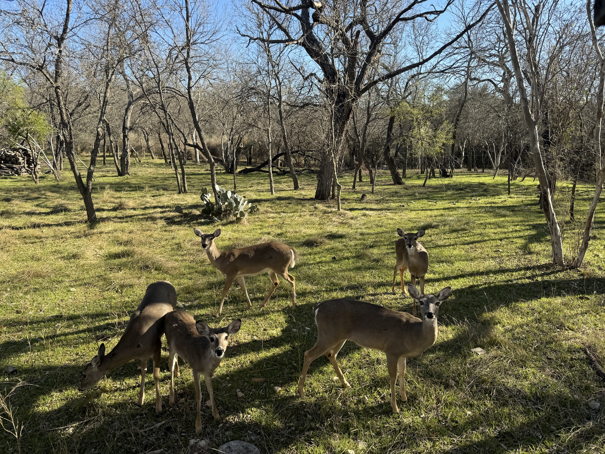 When You Feed One, the Whole Crew Shows Up in San Antonio!