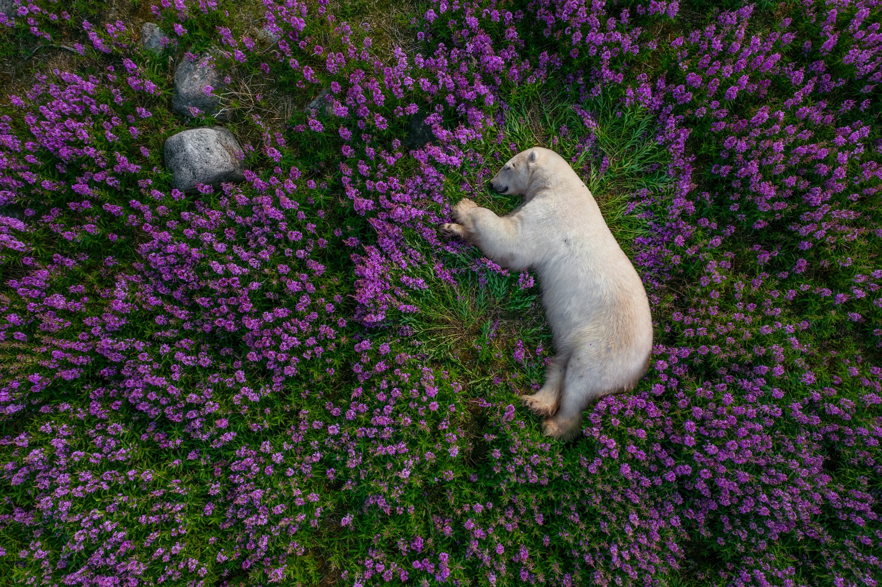 Caught Snoozing Among the Flower Beds?