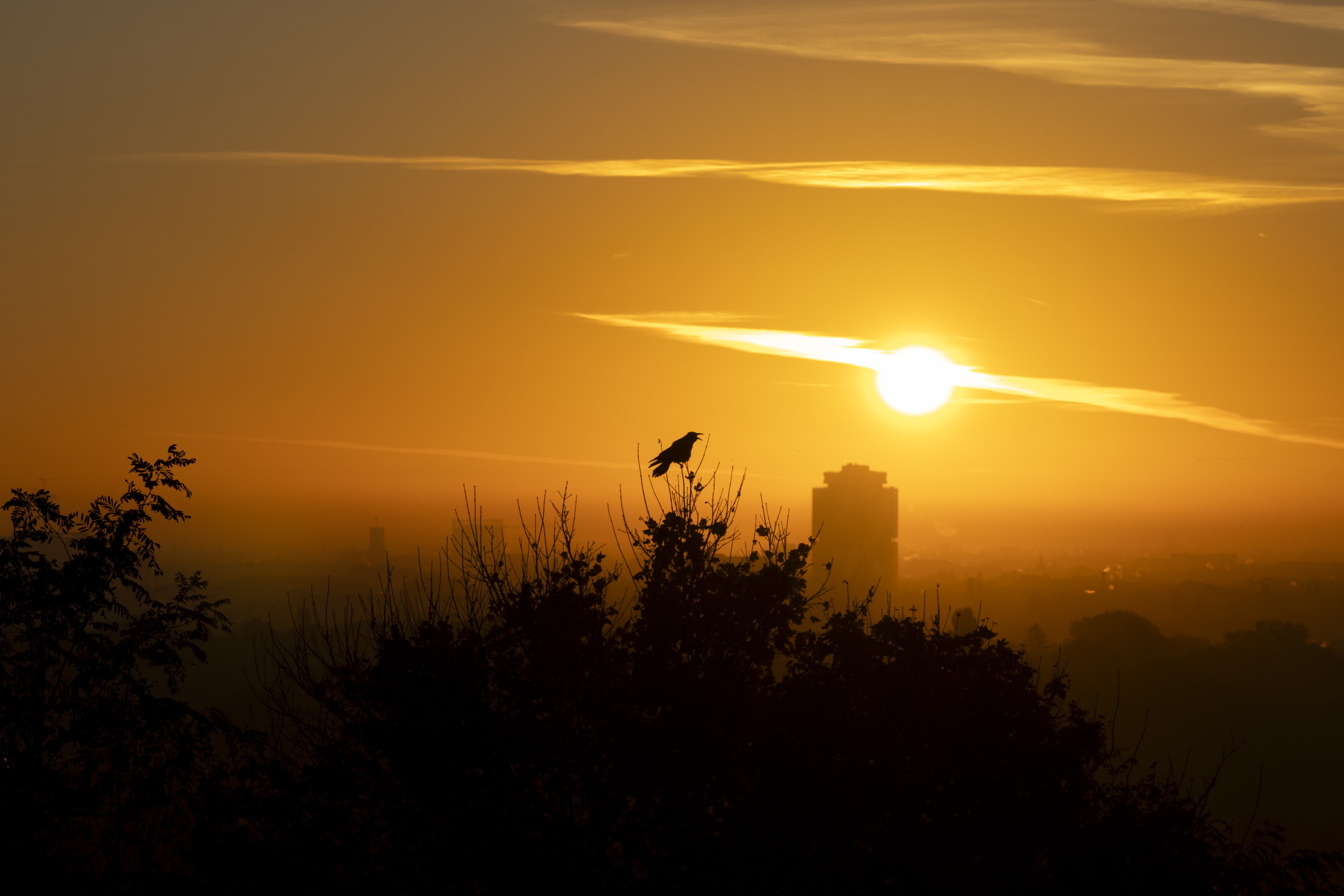 Nature's Daily Beauty: Golden Sunrise #23
