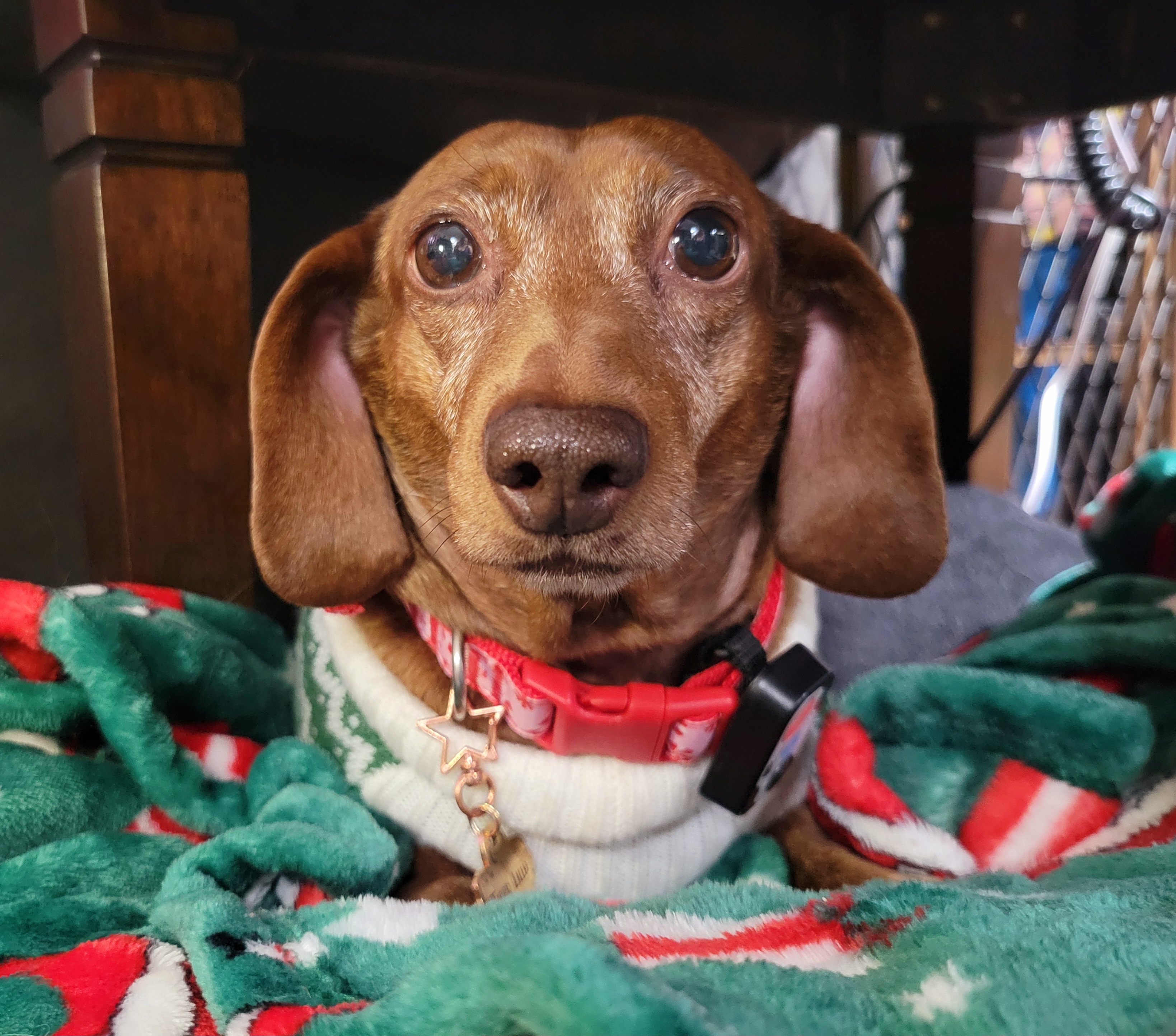 Introducing My Pup Tiger Lilly: A Snapshot of Joy #723