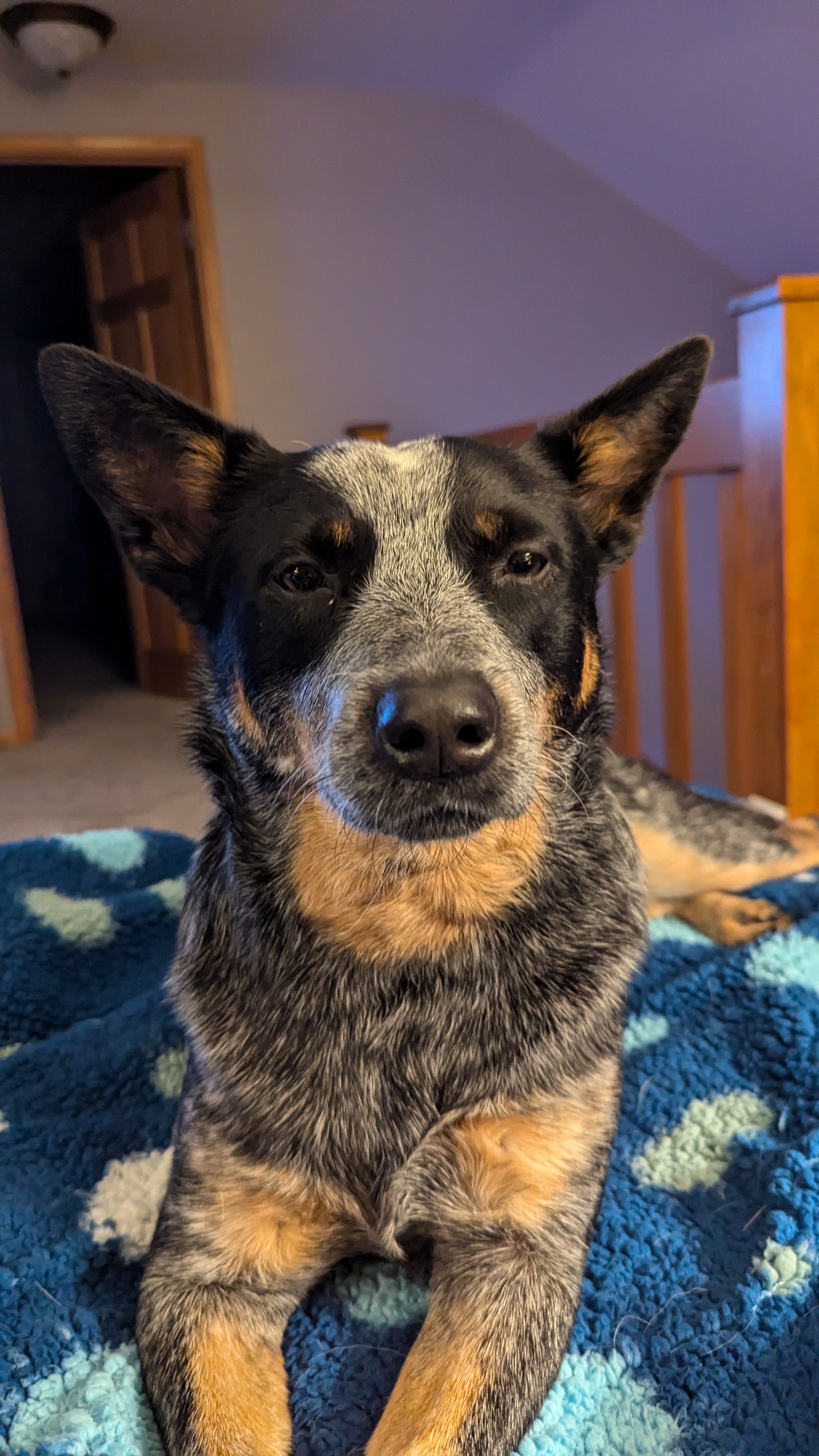 When Your Pup is Mildly Annoyed