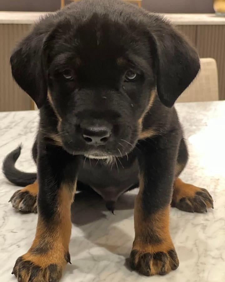 Fundraising for Adorable Pavo Puppies