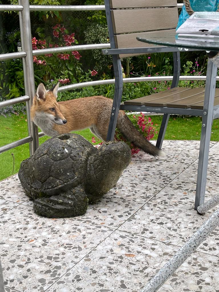 Spotted: This Handsome Visitor Relaxing in My Backyard