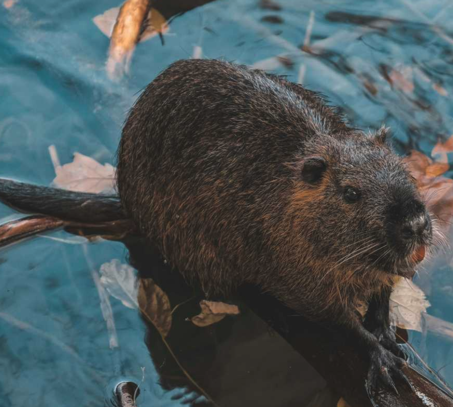 Eight beavers complete a dam project in record time, saving $1.2 million while the government struggles for 7 years