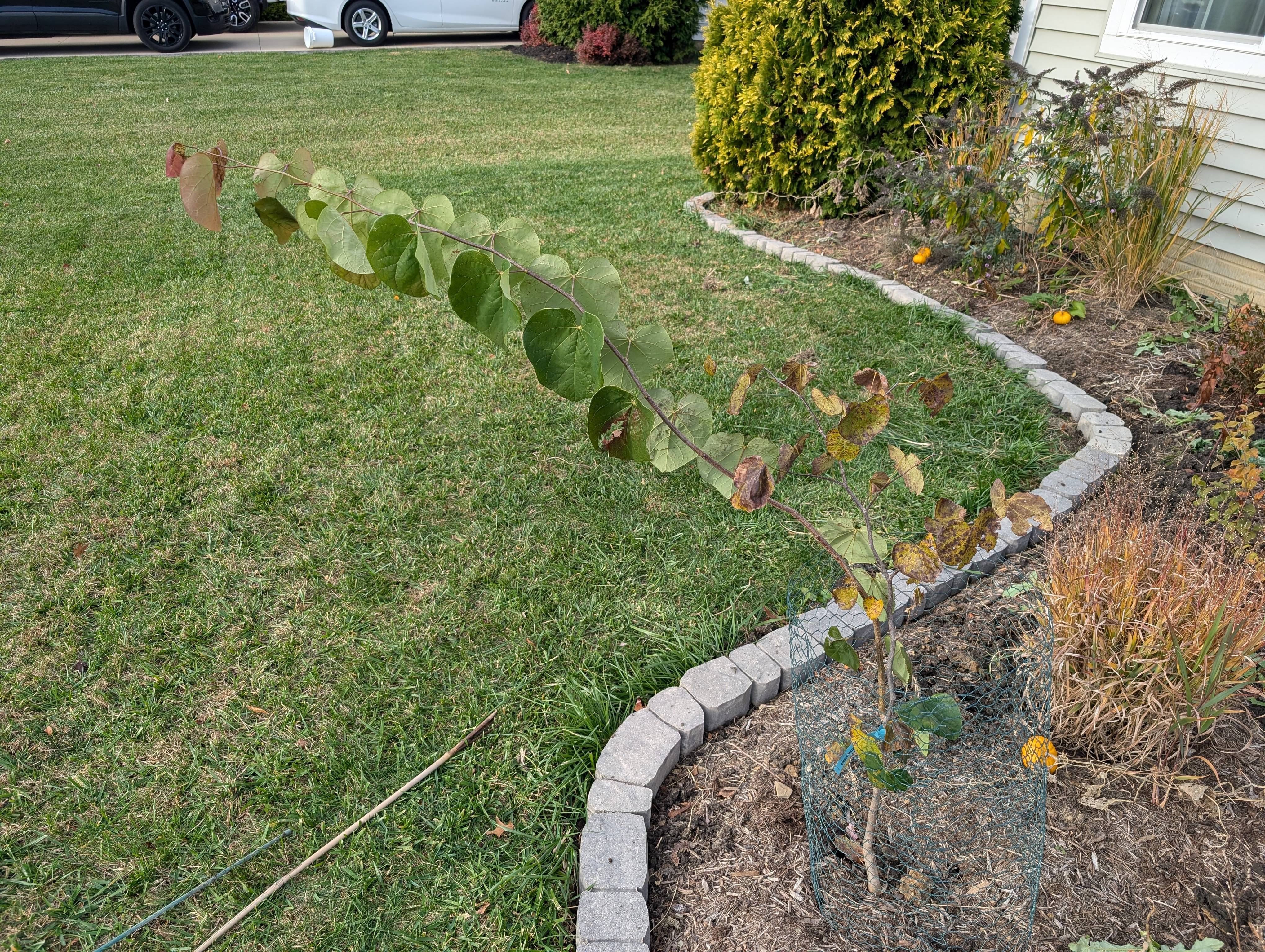 The Quirky Growth Patterns of a Redbud Tree