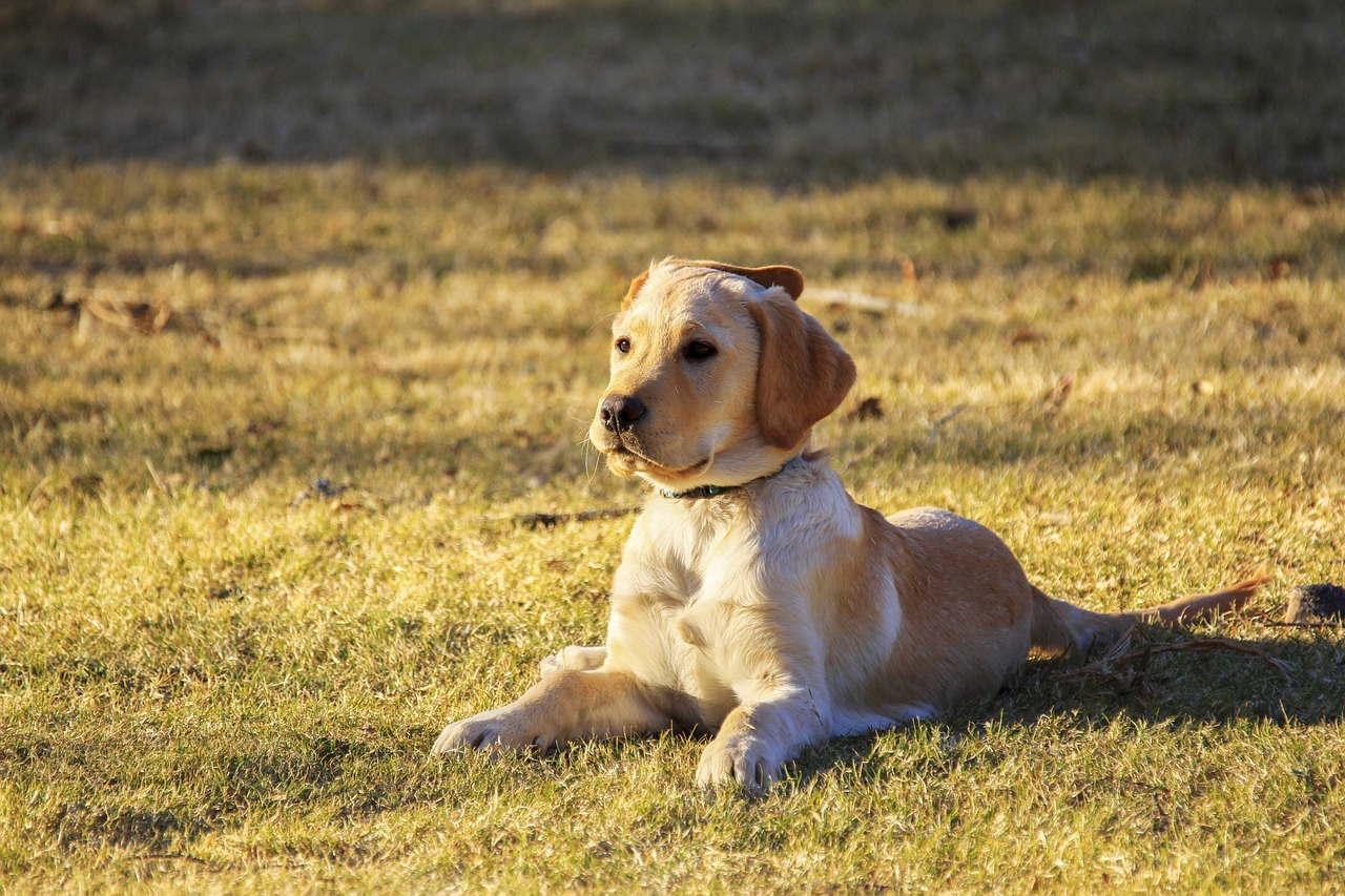 The Joyful Golden Retriever Spirit