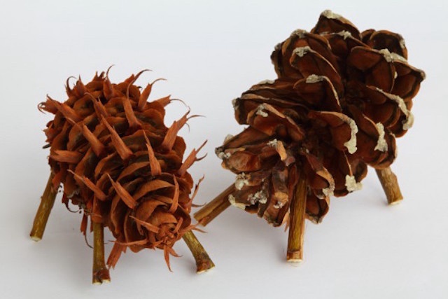 A Charming Duo of Traditional Cone Cows