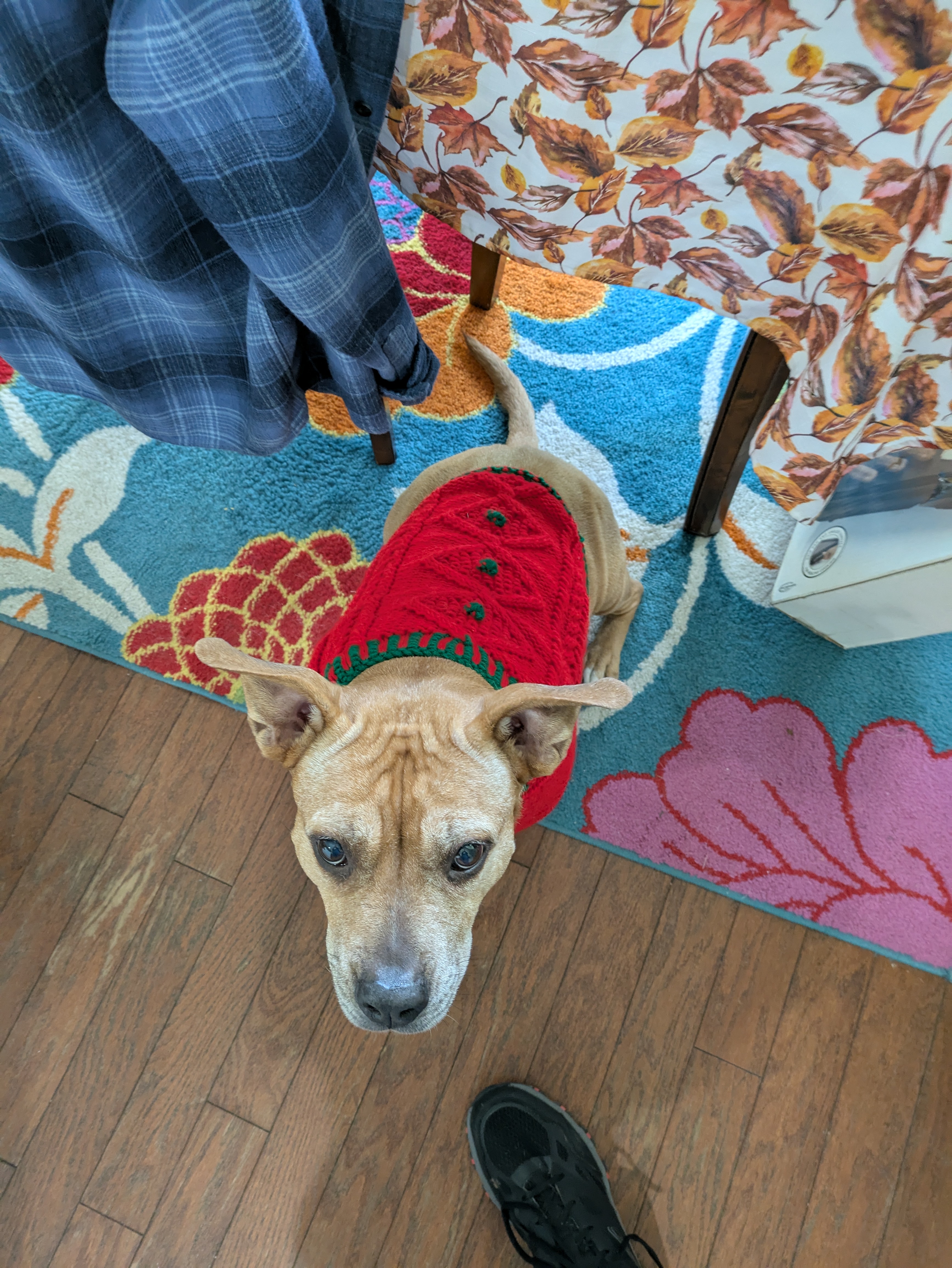 Buttercup sends warm wishes for a joyful Christmas to everyone!