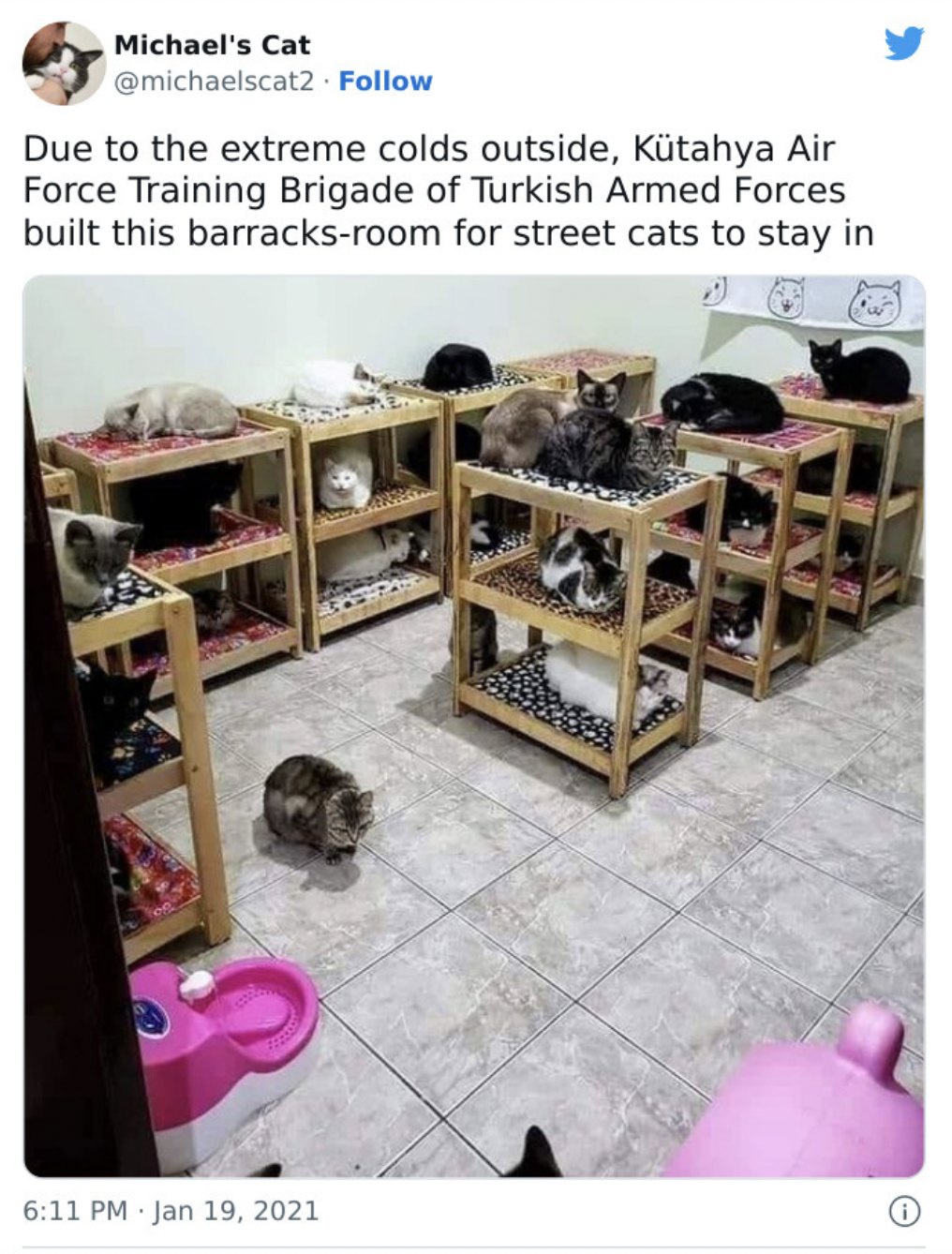 The Adorable Cats of Turkey