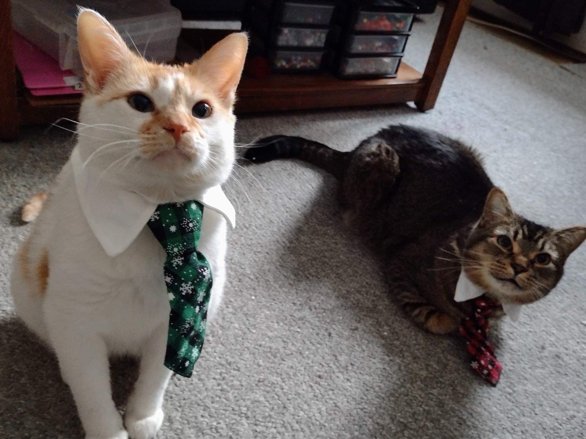 Christmas Cat: The Adorable Heist of the Season