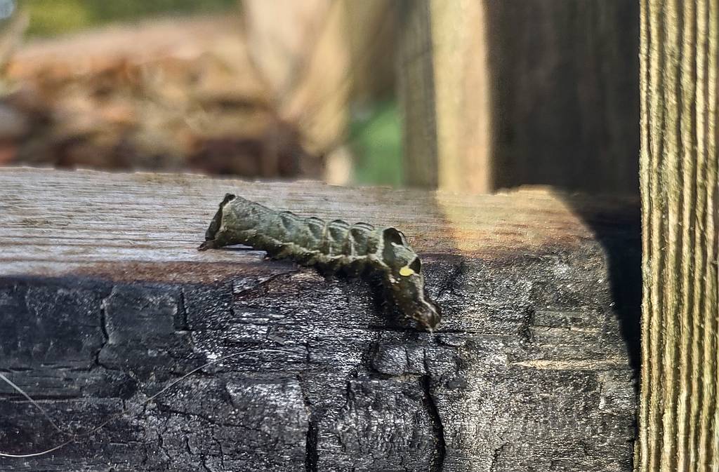 Can You Help Me Identify This Mysterious Caterpillar?