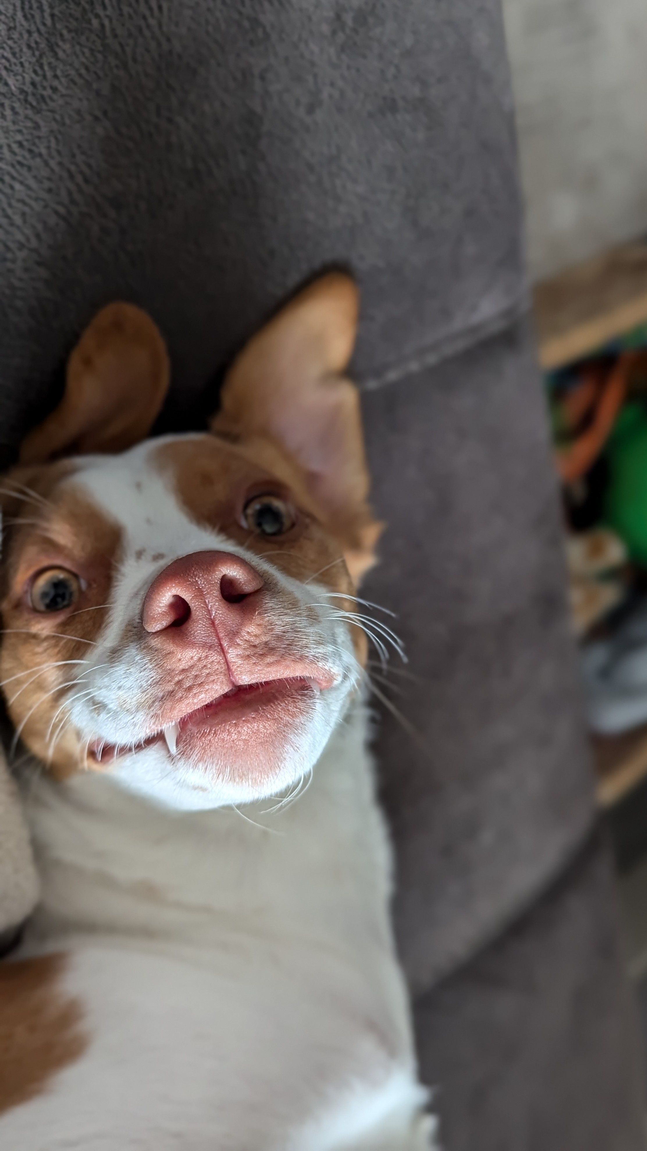 Introducing the Vampuper!