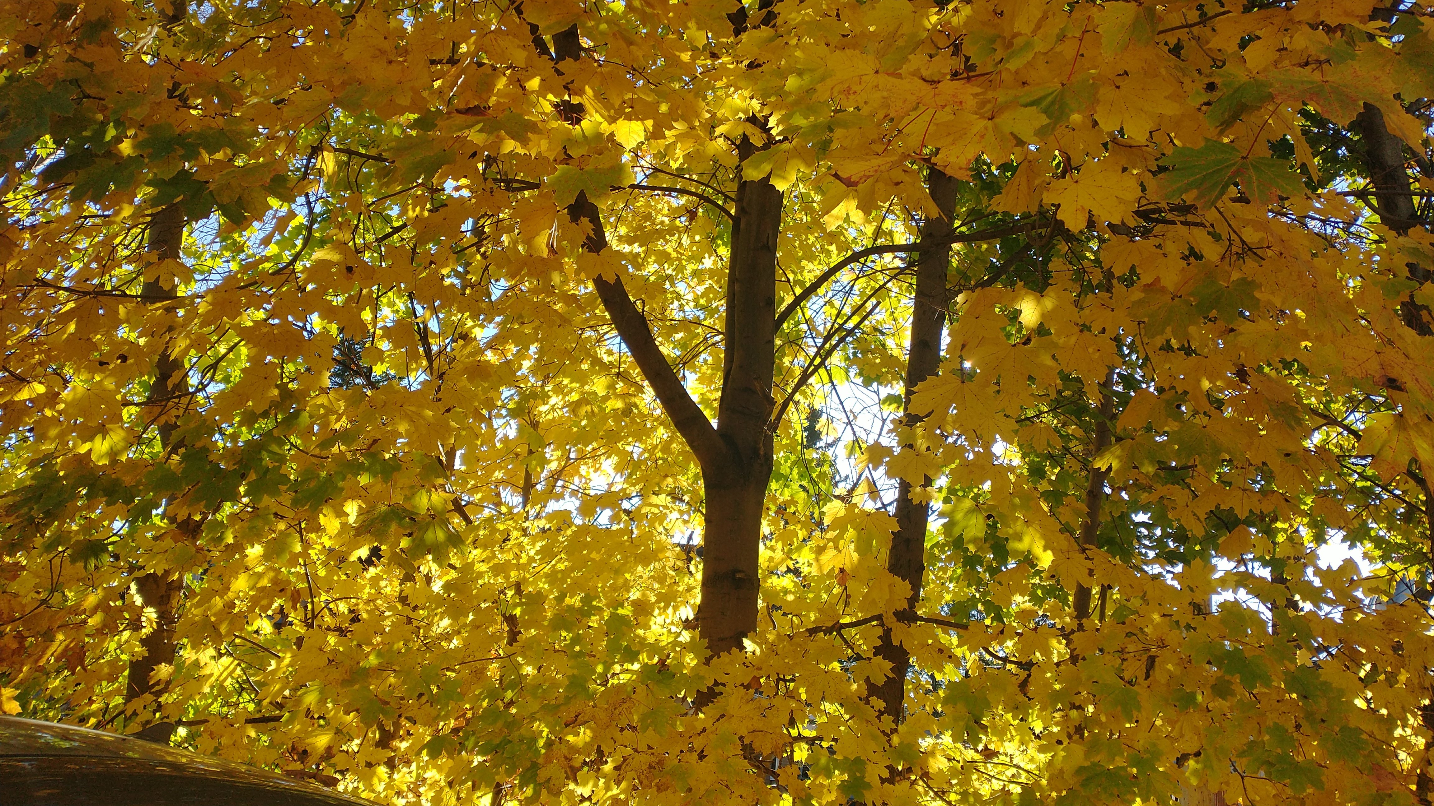 Captivating Autumn Vibes in Canada