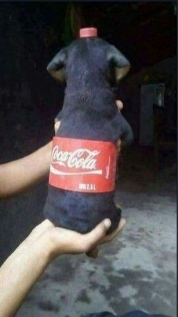 Introducing Dogacola: the ultimate canine refreshment!